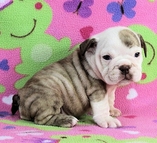 Puppies - Newbies | Sugarplum Bulldogs the smaller English Bulldog Puppies