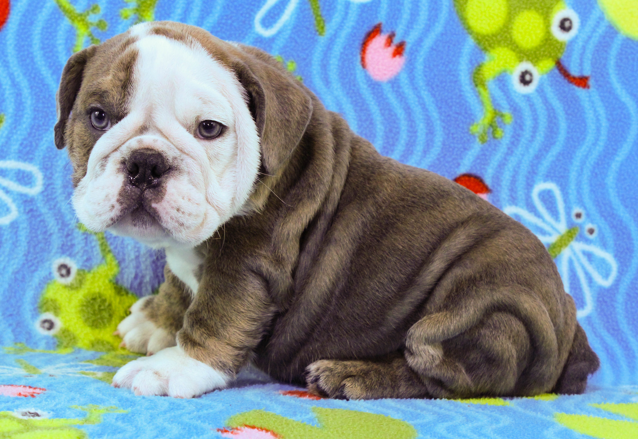 Home of the Smaller AKC English Bulldog Puppies - Newbies