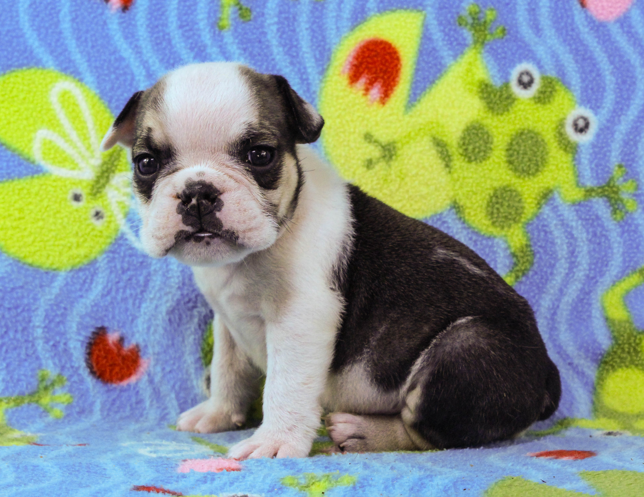 Home of the Smaller AKC English Bulldog Puppies - Newbies