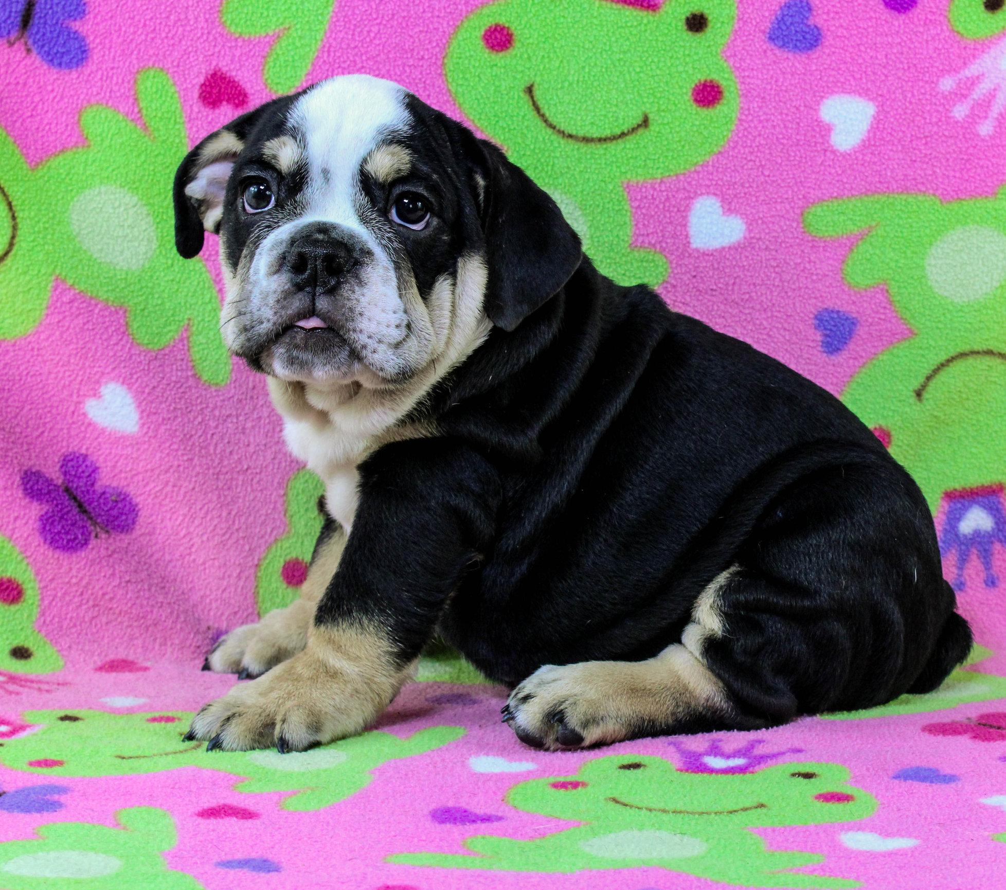 Home of the Smaller AKC English Bulldog Puppies - Newbies