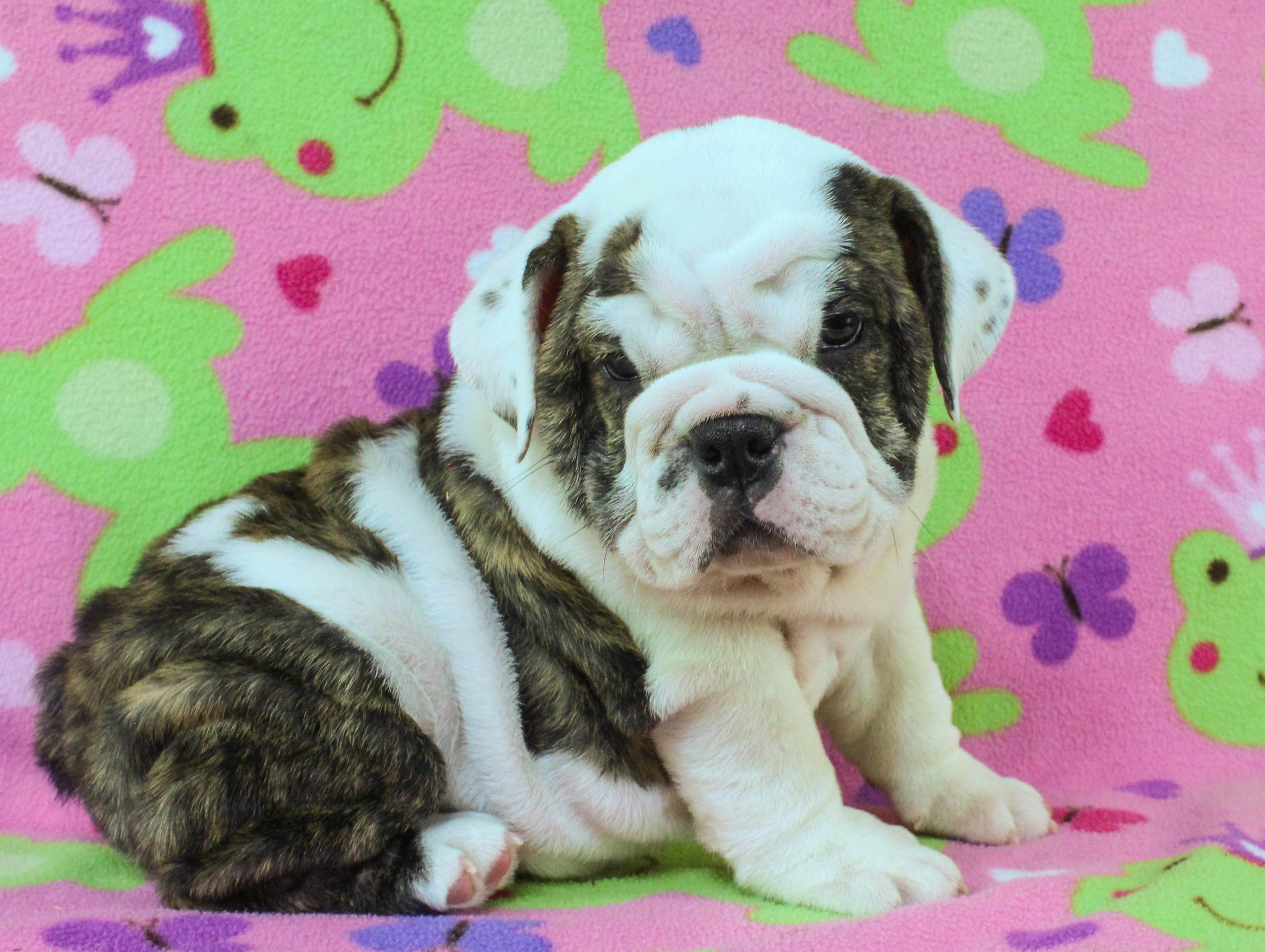 Home of the Smaller AKC English Bulldog Puppies - Newbies