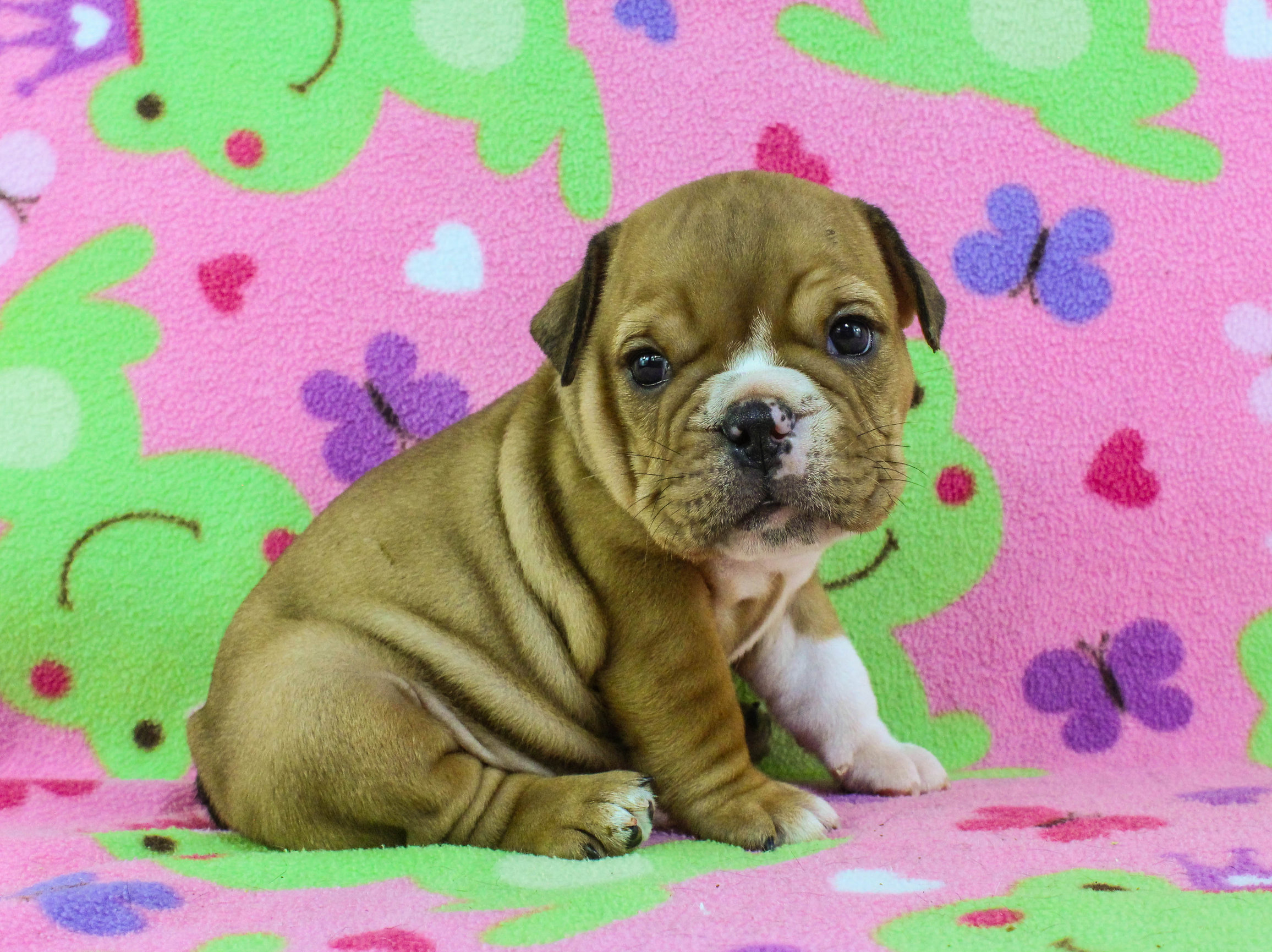 Home of the Smaller AKC English Bulldog Puppies - Newbies