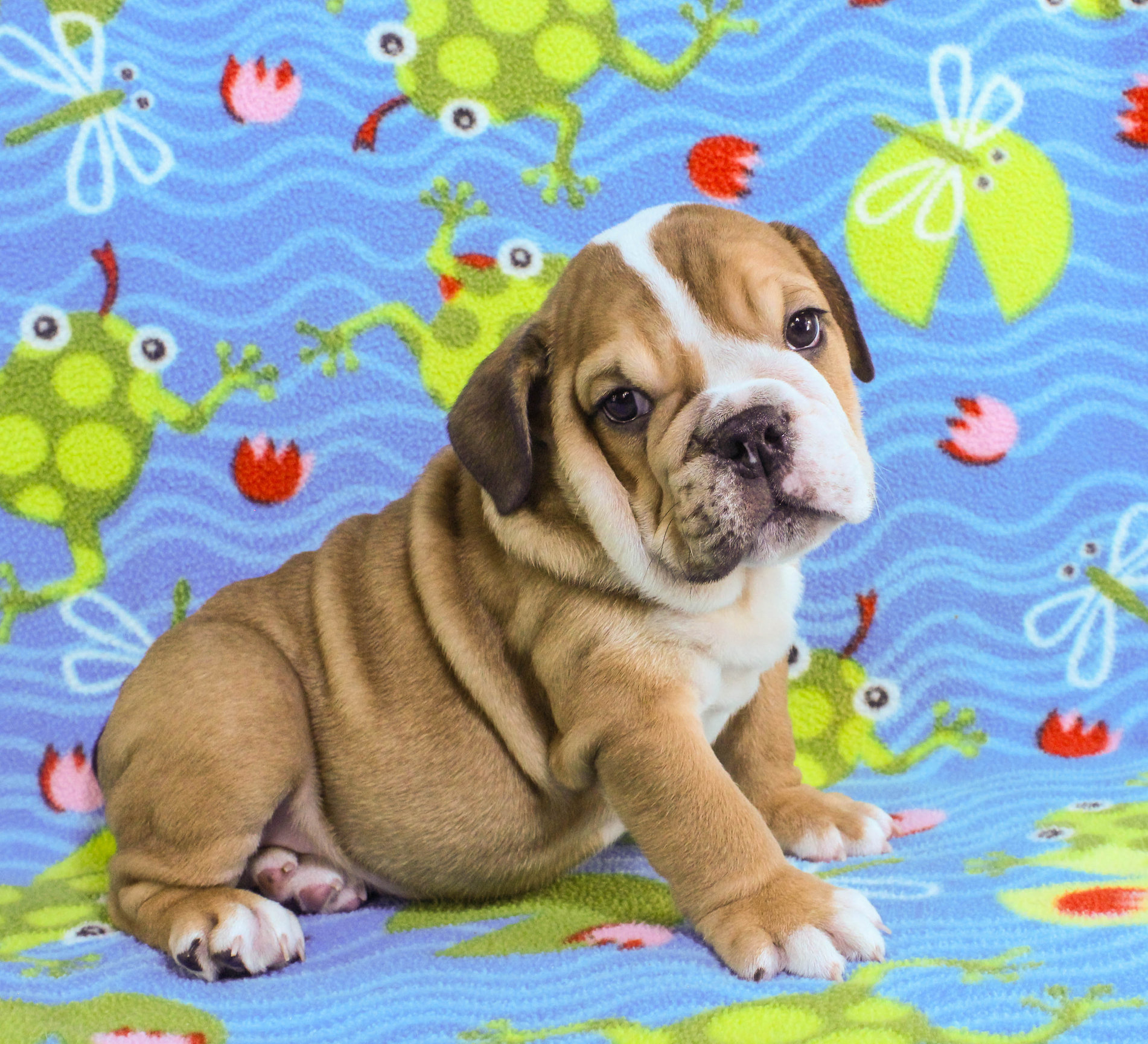 Home of the Smaller AKC English Bulldog Puppies - Newbies