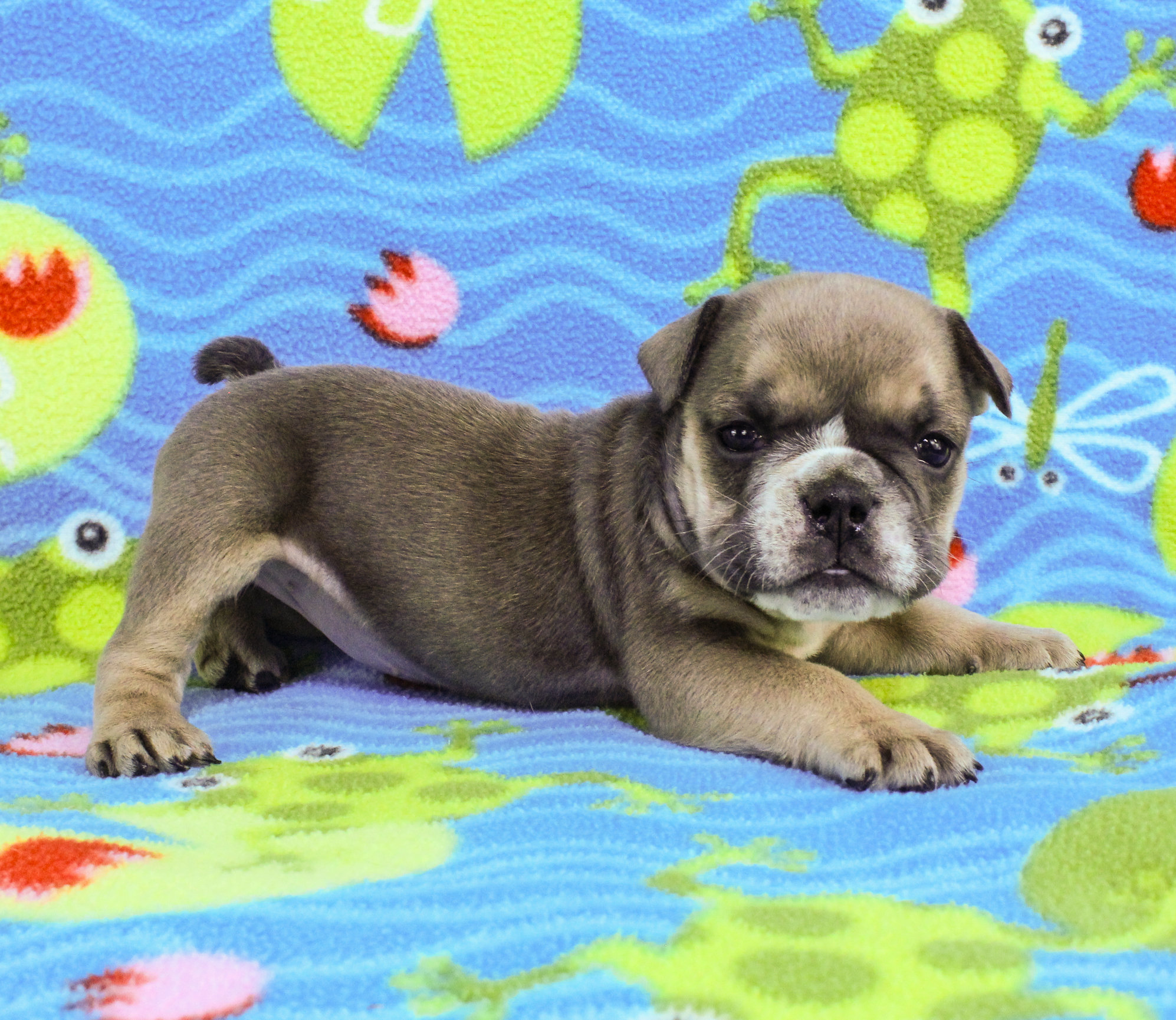 Home of the Smaller AKC English Bulldog Puppies - Newbies