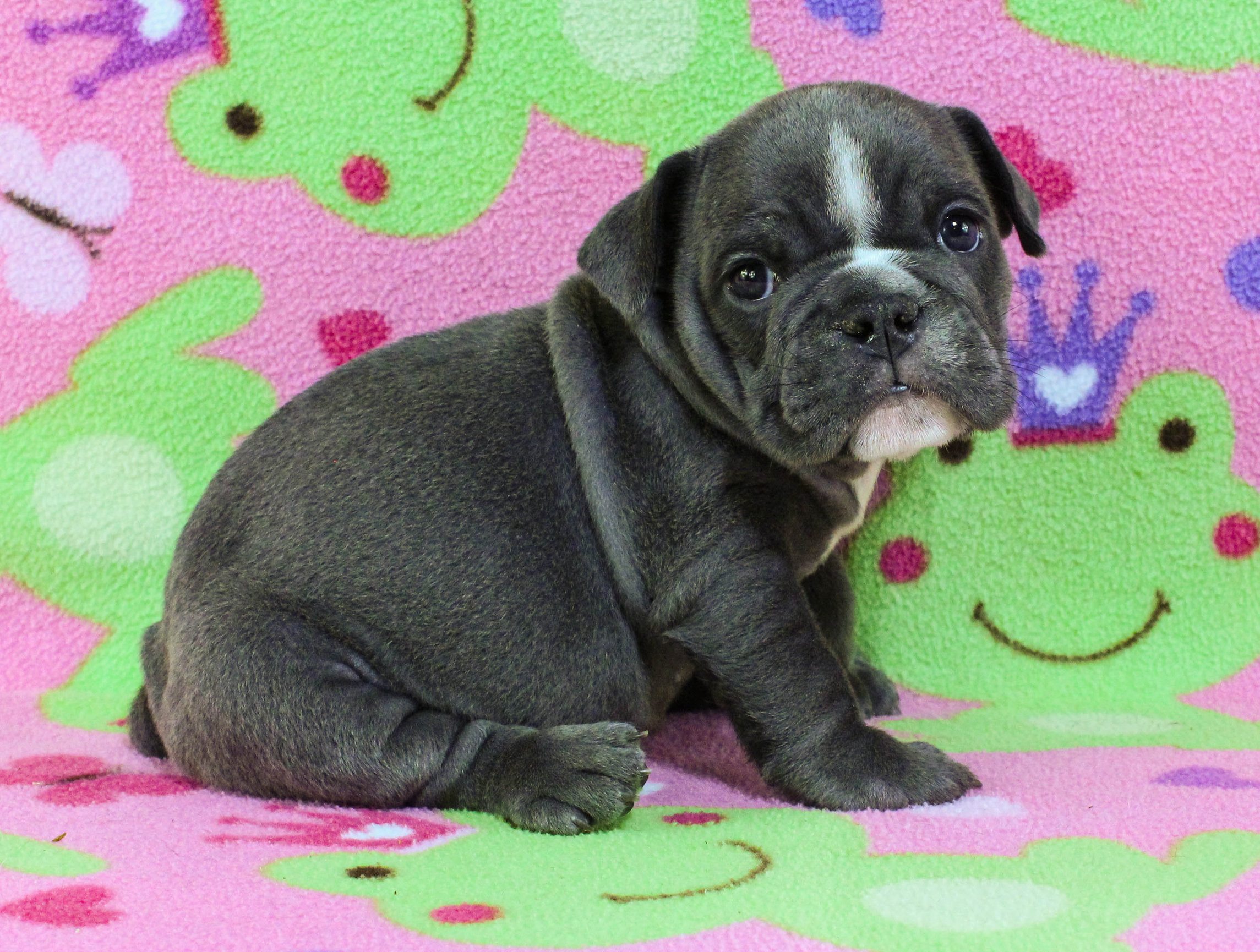 Home of the Smaller AKC English Bulldog Puppies - Newbies