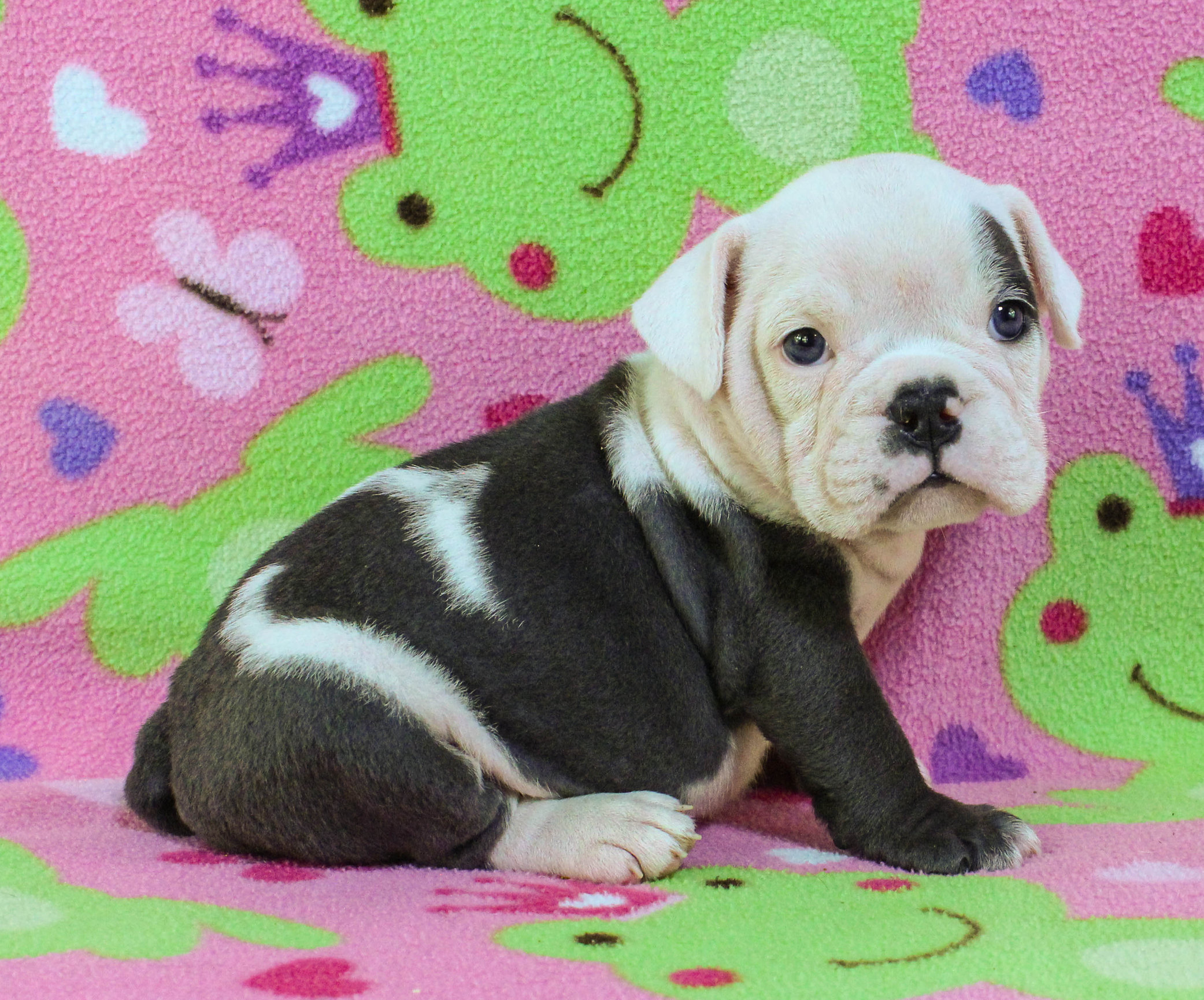 Home of the Smaller AKC English Bulldog Puppies - Newbies