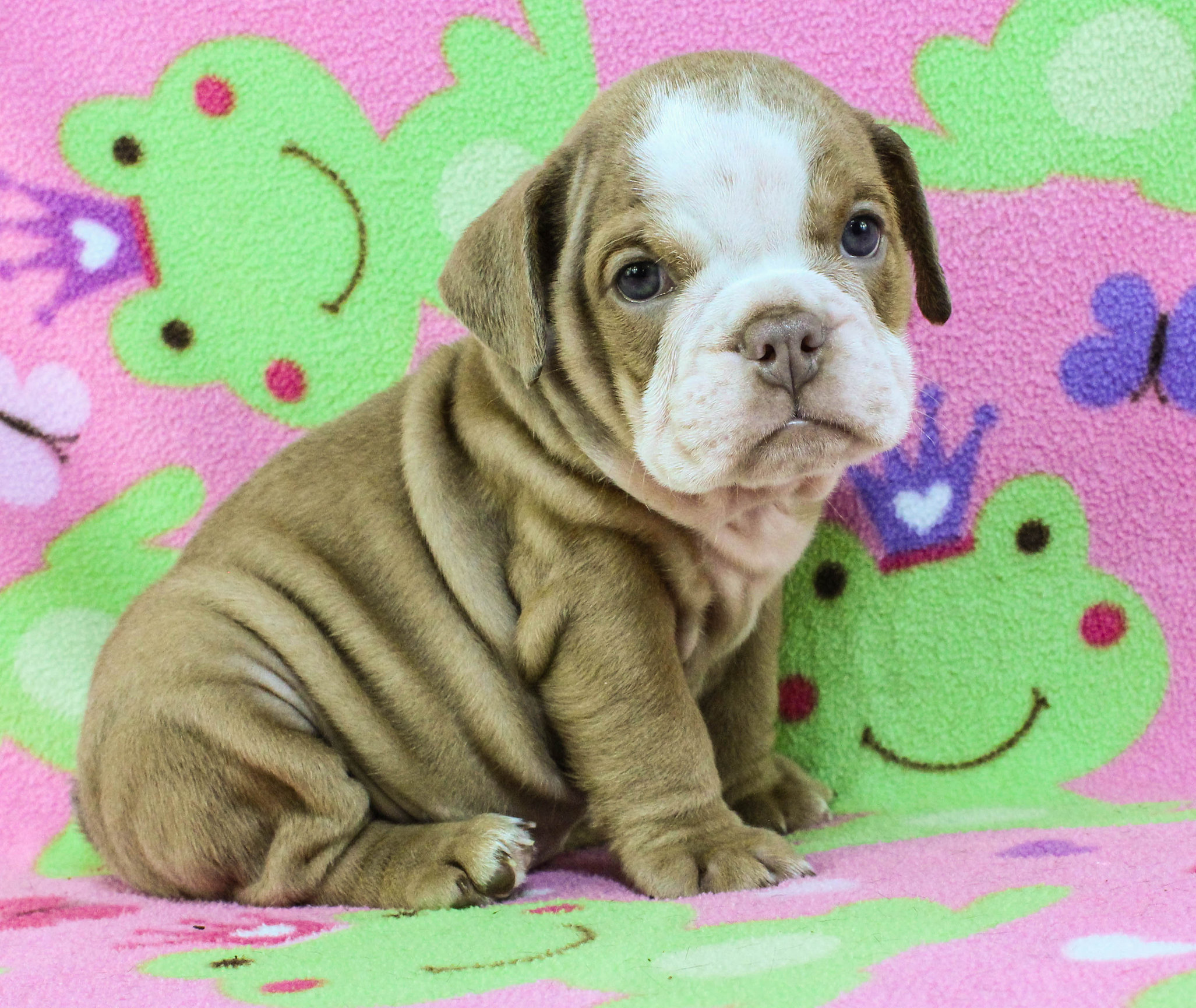 Home of the Smaller AKC English Bulldog Puppies - Newbies