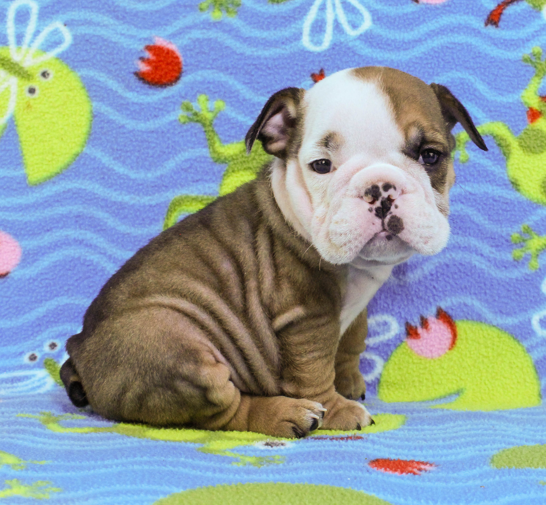 Home of the Smaller AKC English Bulldog Puppies - Newbies