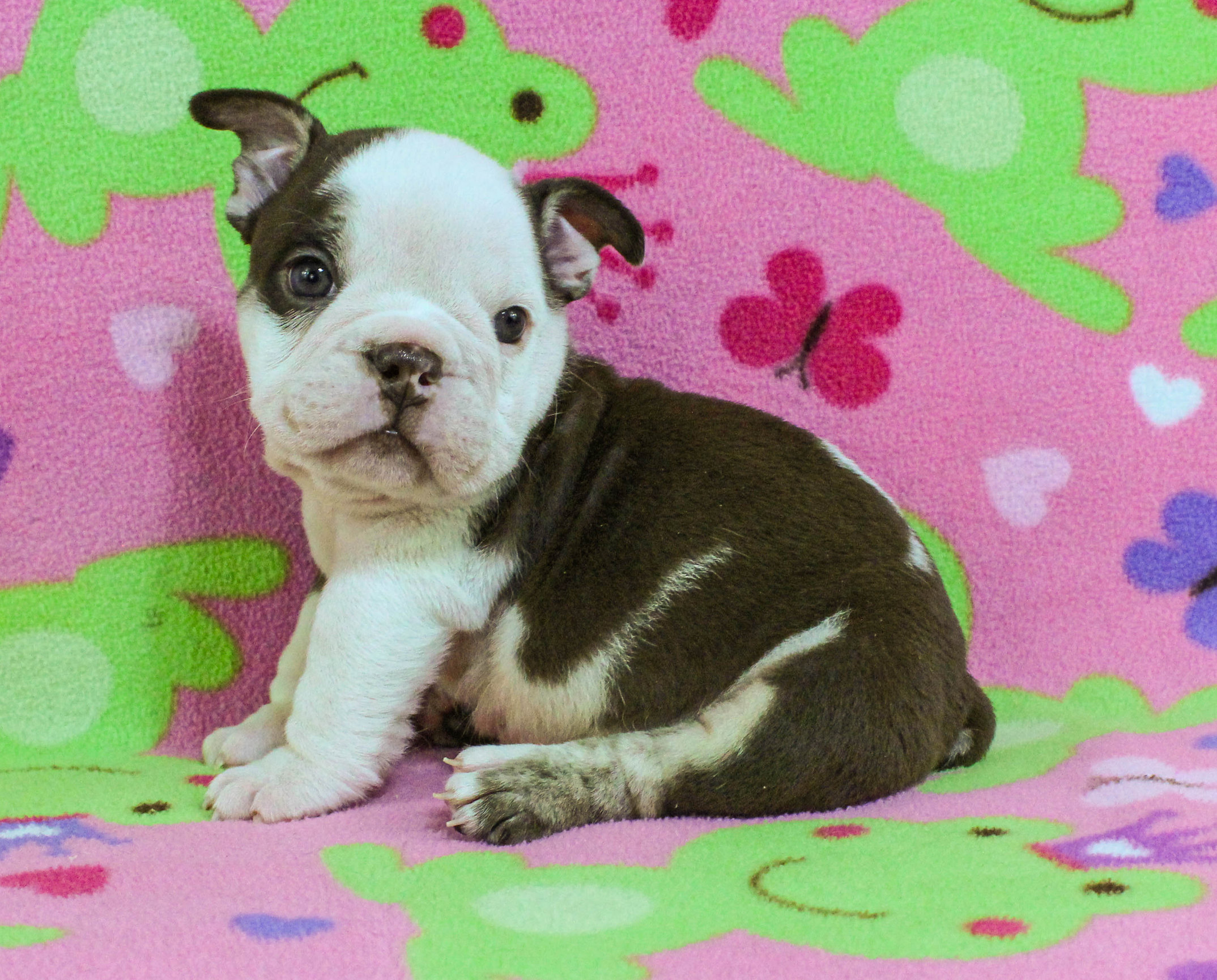 Home of the Smaller AKC English Bulldog Puppies - Newbies