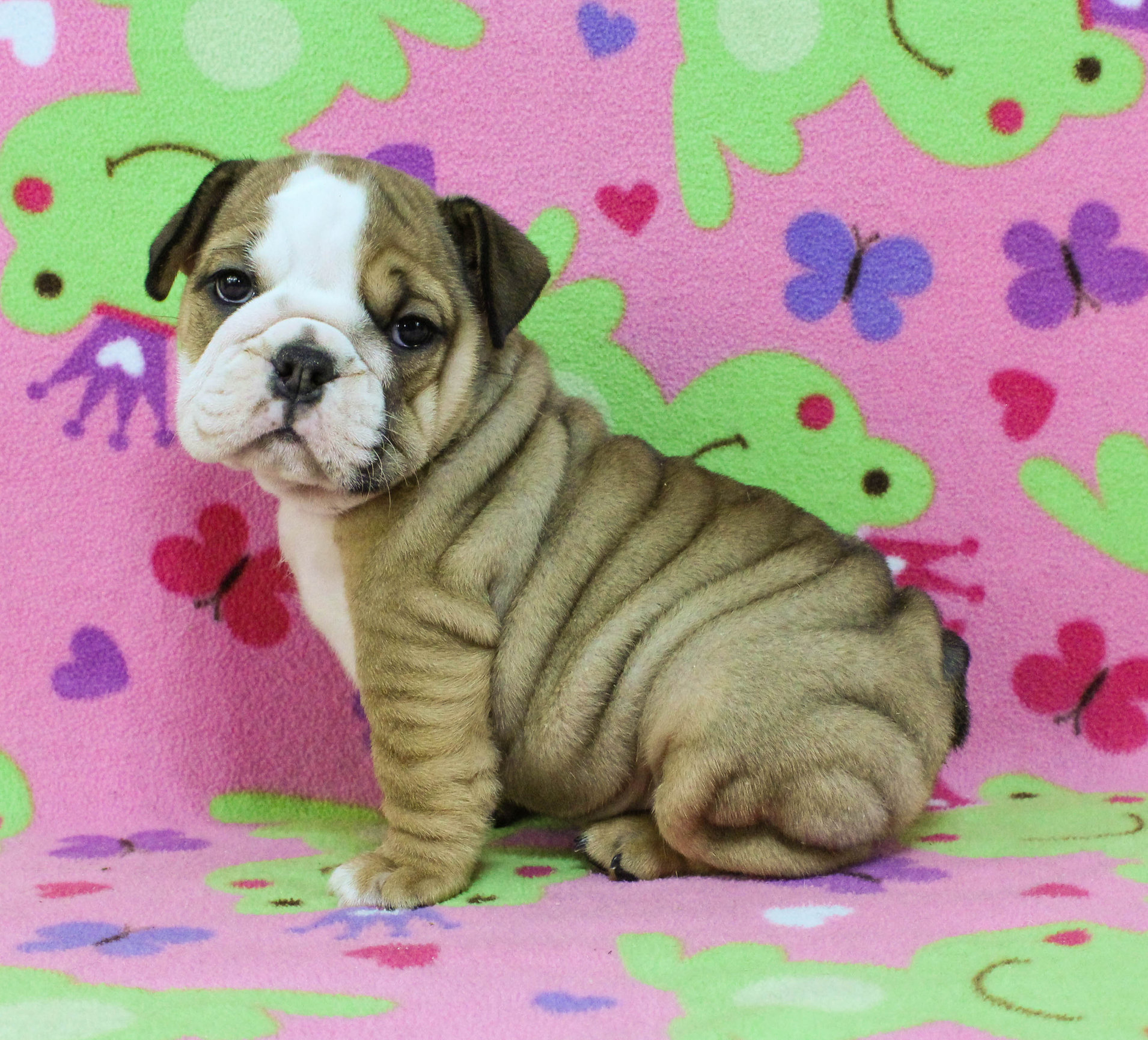 Home of the Smaller AKC English Bulldog Puppies - Newbies