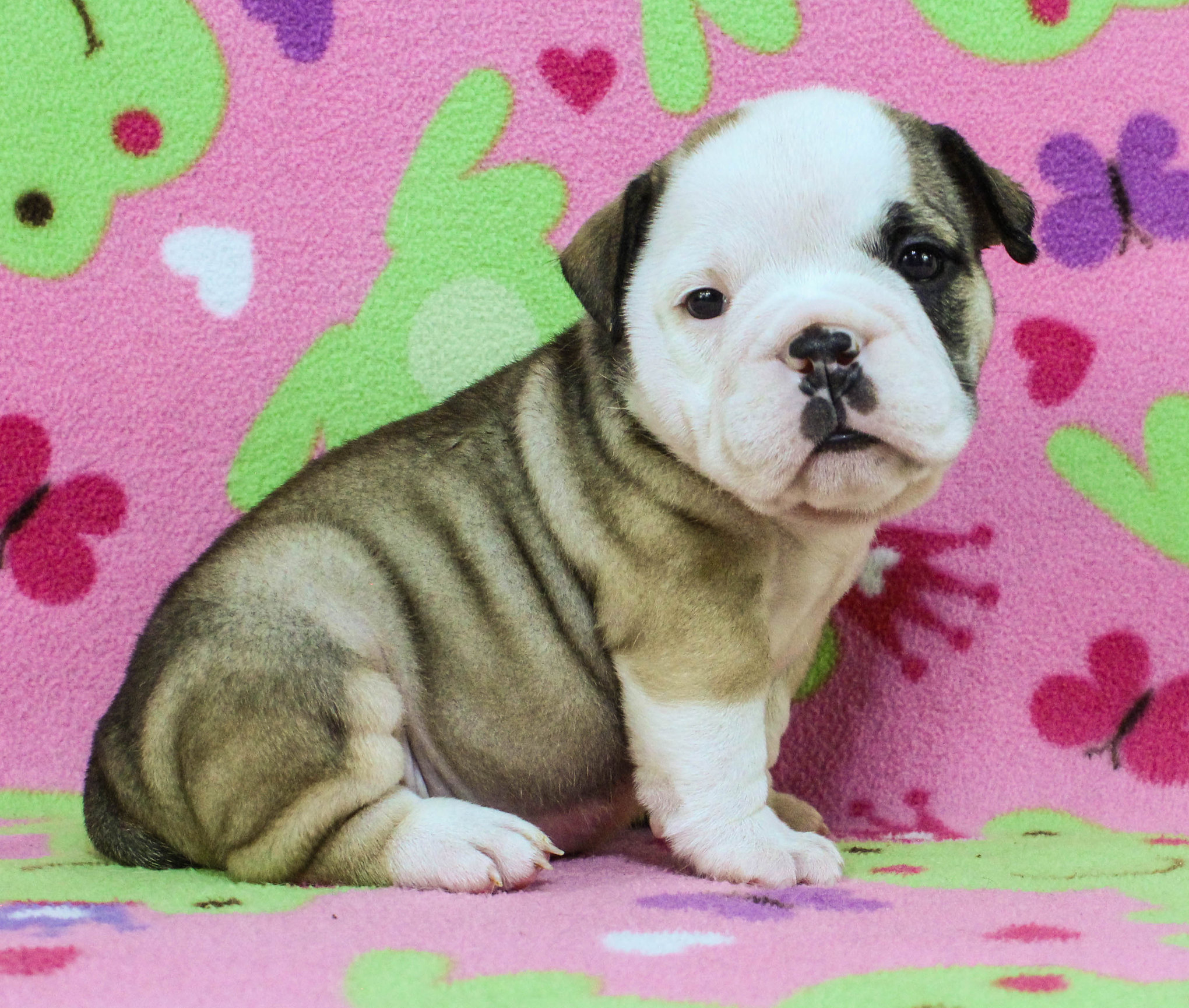 Home of the Smaller AKC English Bulldog Puppies - Newbies