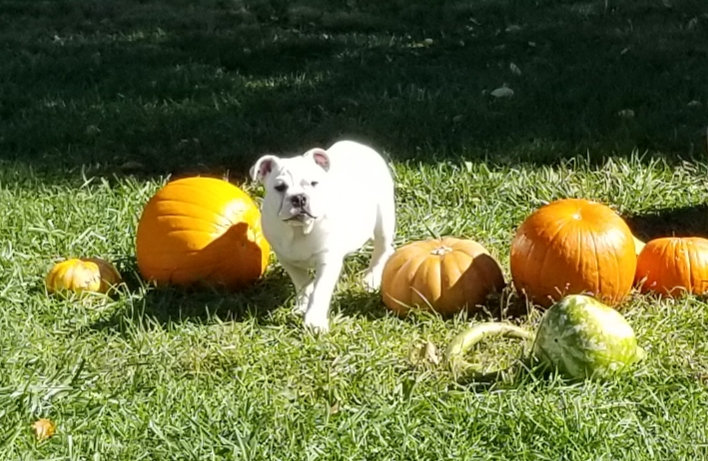 Sugarplum Pup Wishes you Happy Halloween