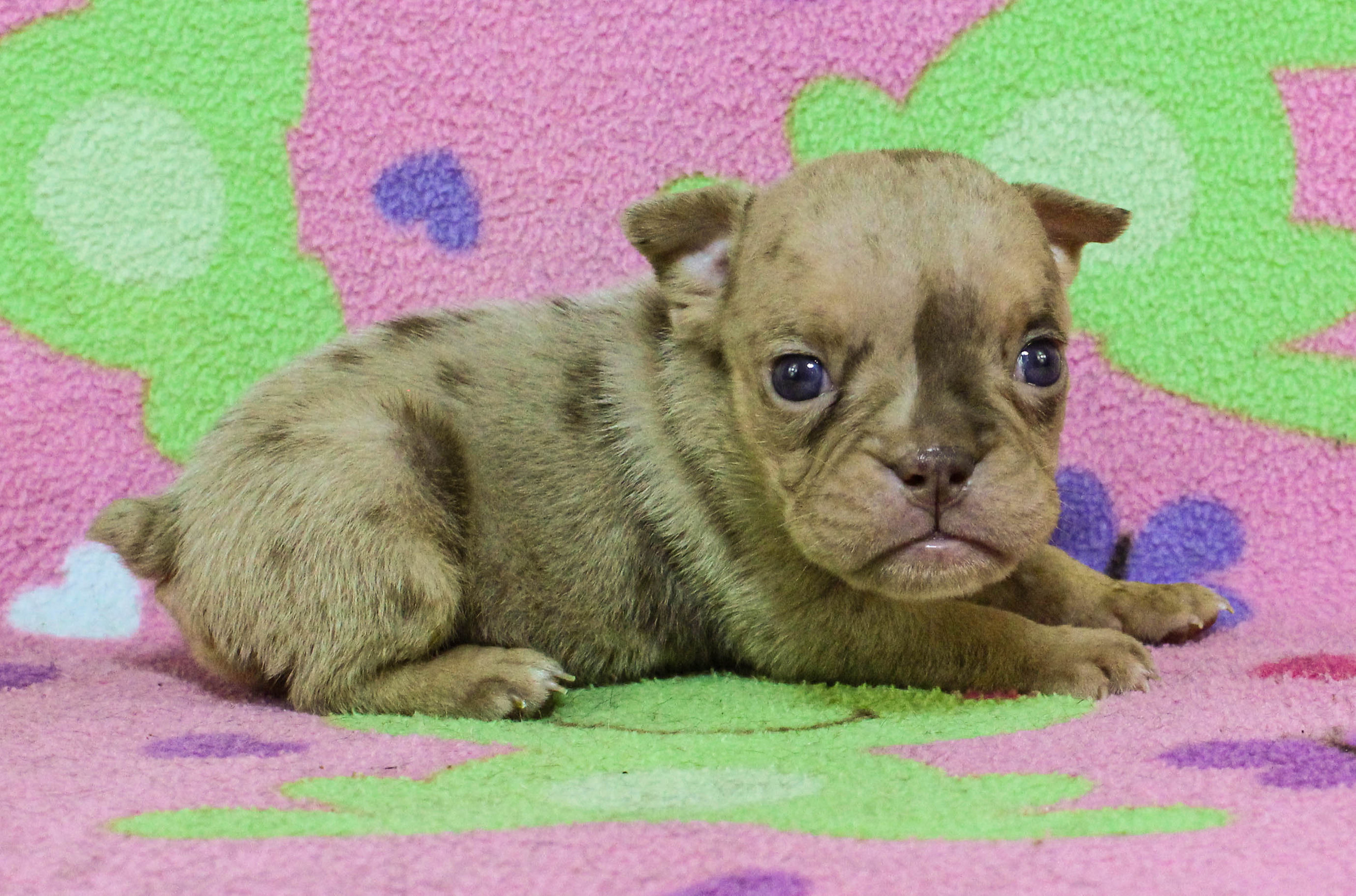 Home of the Smaller AKC English Bulldog Puppies - Newbies