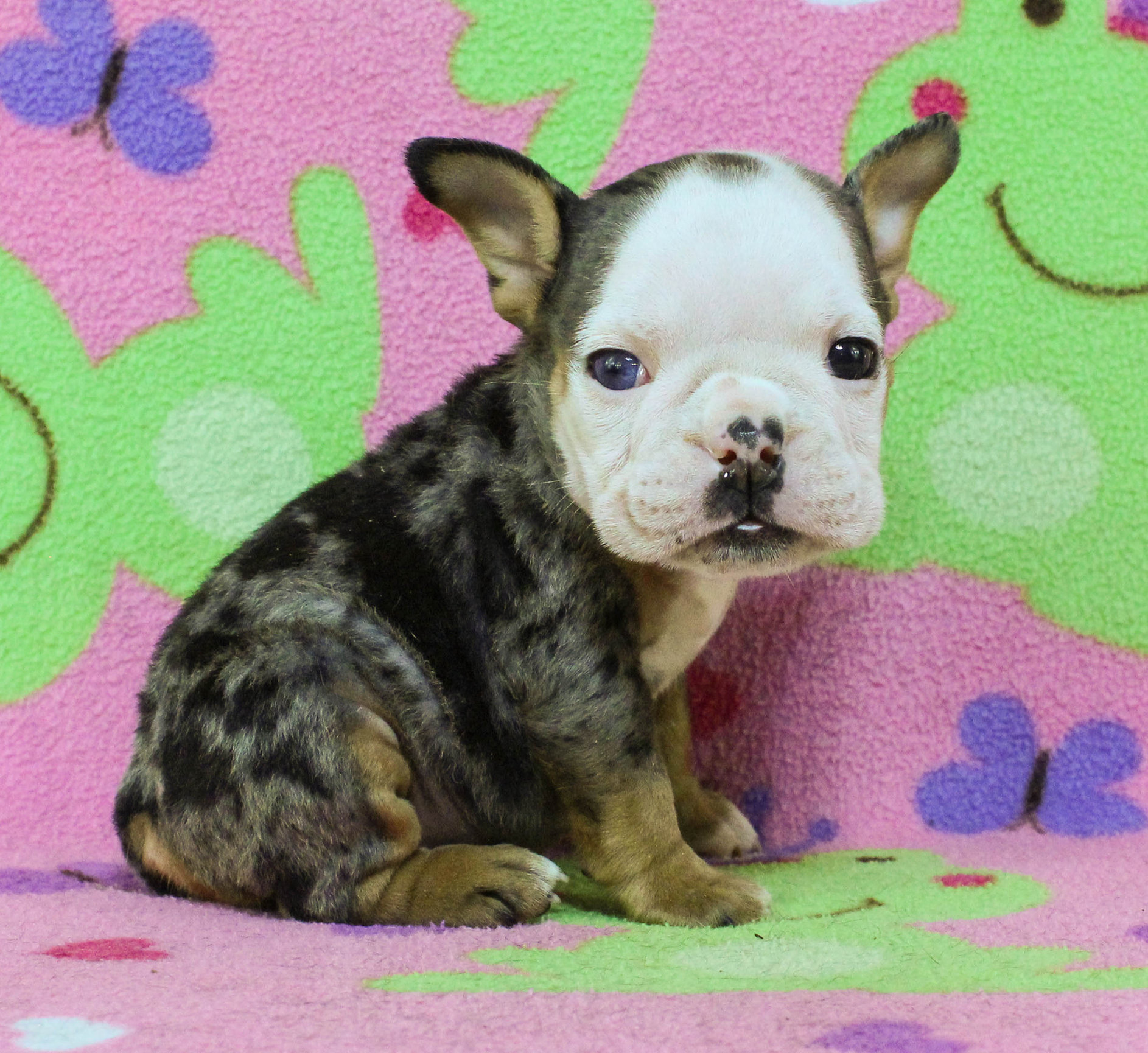 Home of the Smaller AKC English Bulldog Puppies - Newbies