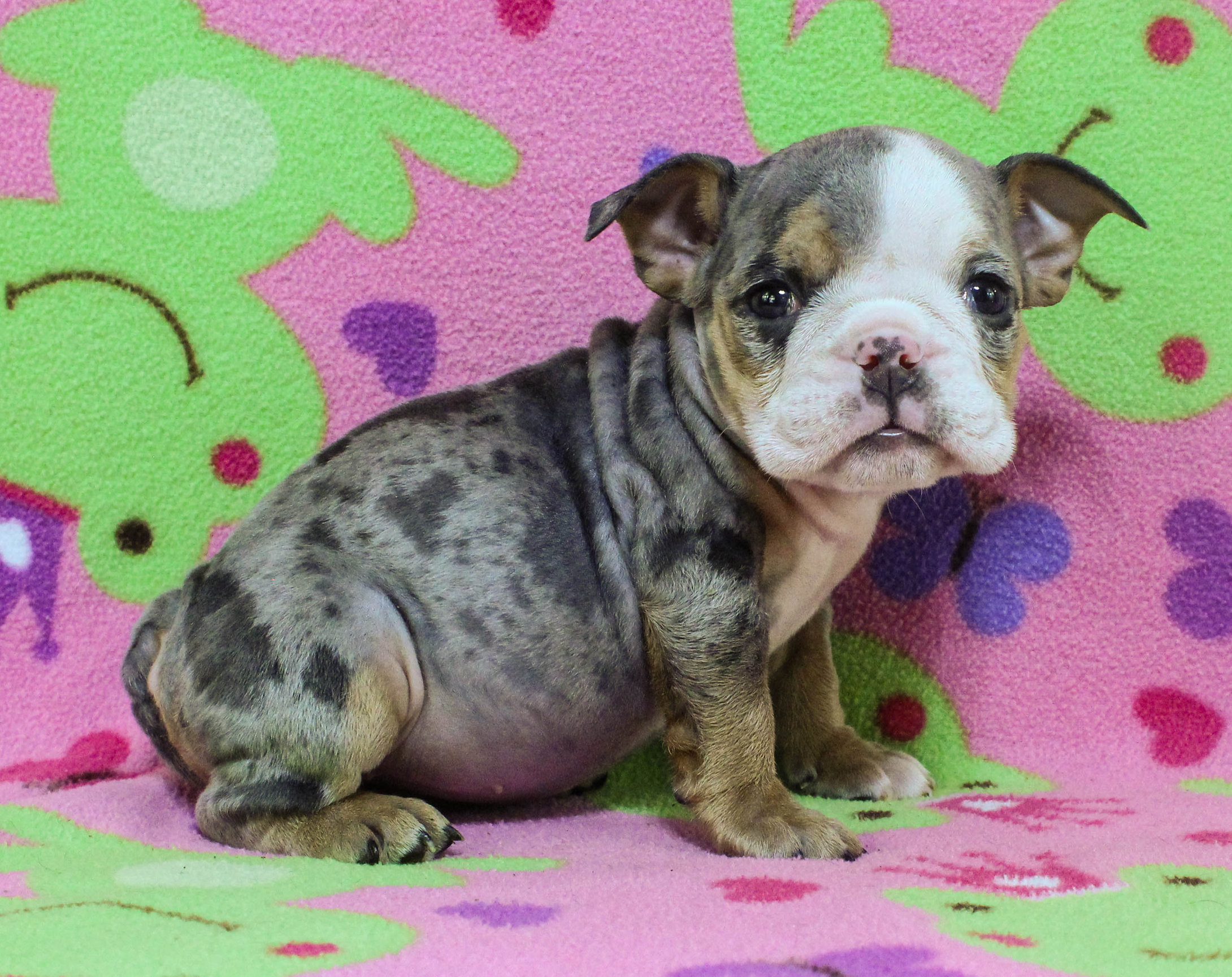 Home of the Smaller AKC English Bulldog Puppies - Newbies