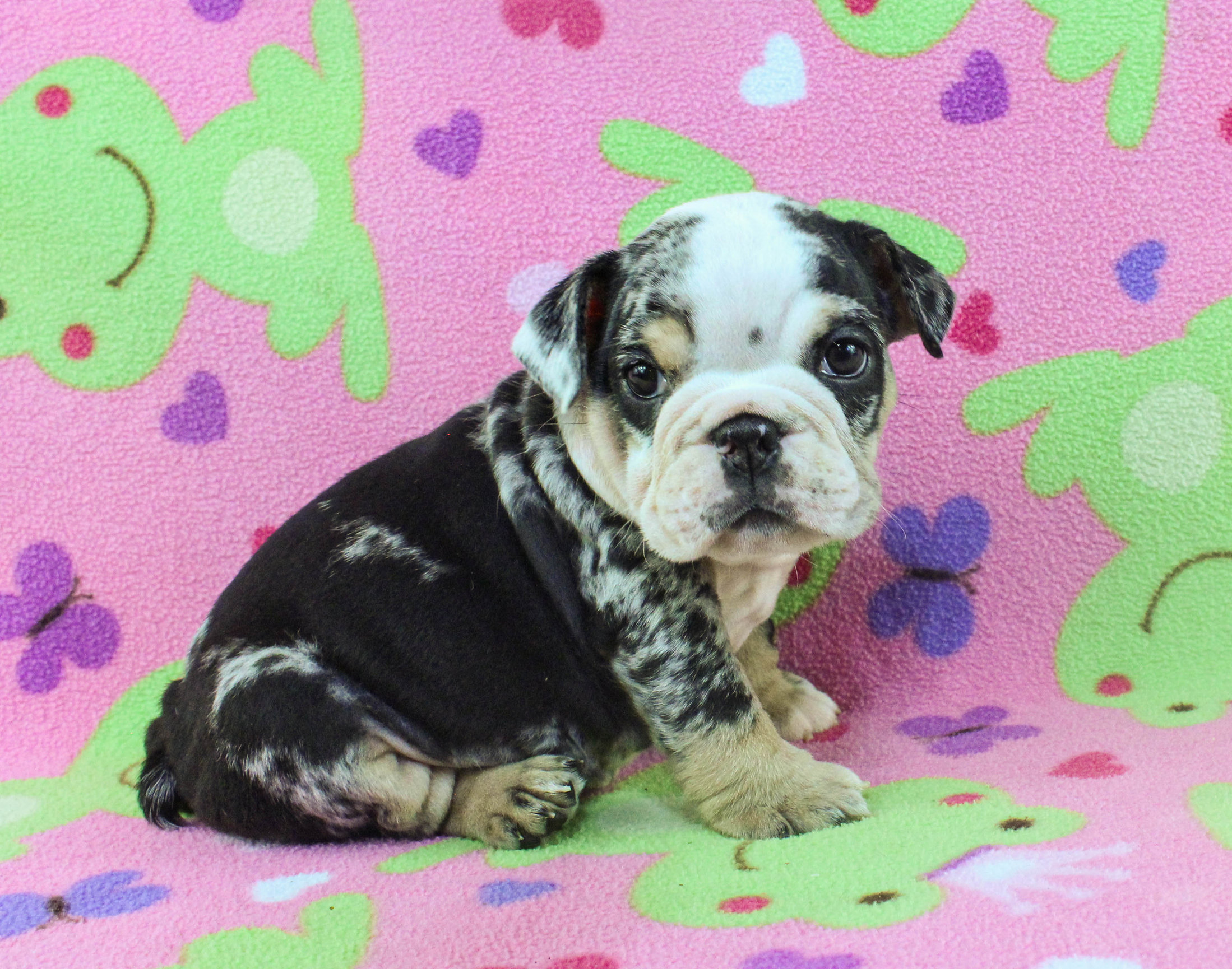 Home of the Smaller AKC English Bulldog Puppies - Newbies