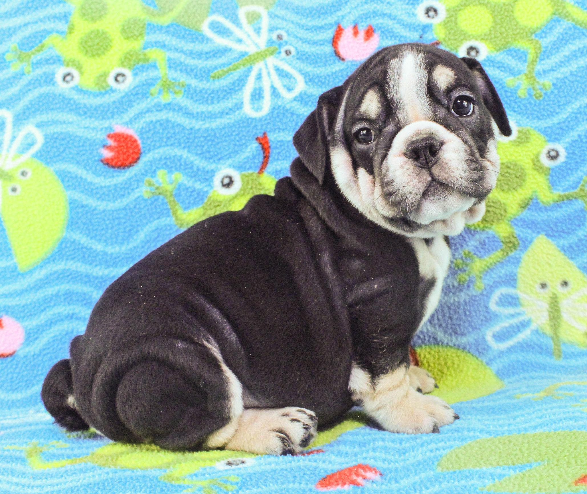 Home of the Smaller AKC English Bulldog Puppies - Newbies