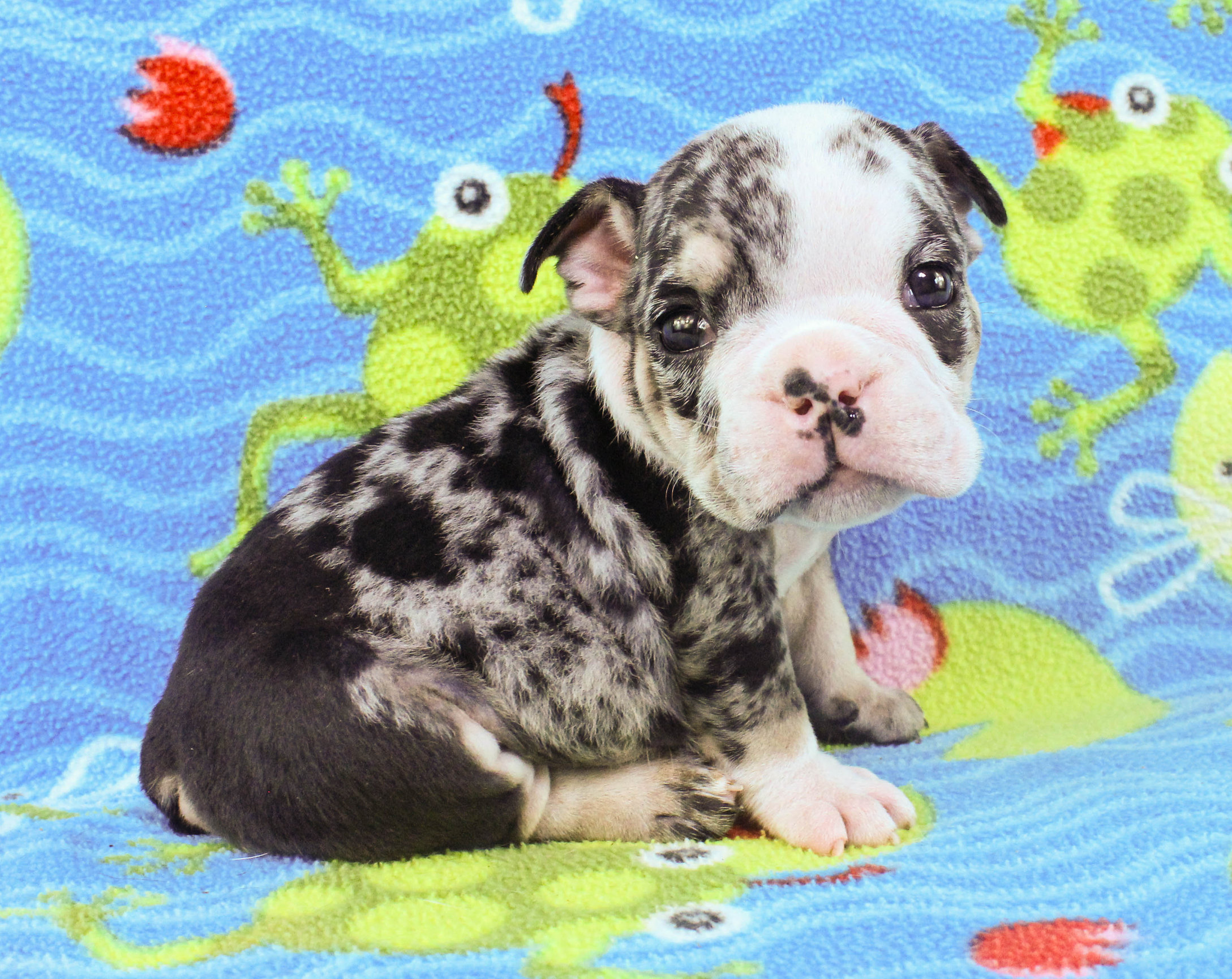 Home of the Smaller AKC English Bulldog Puppies - Newbies