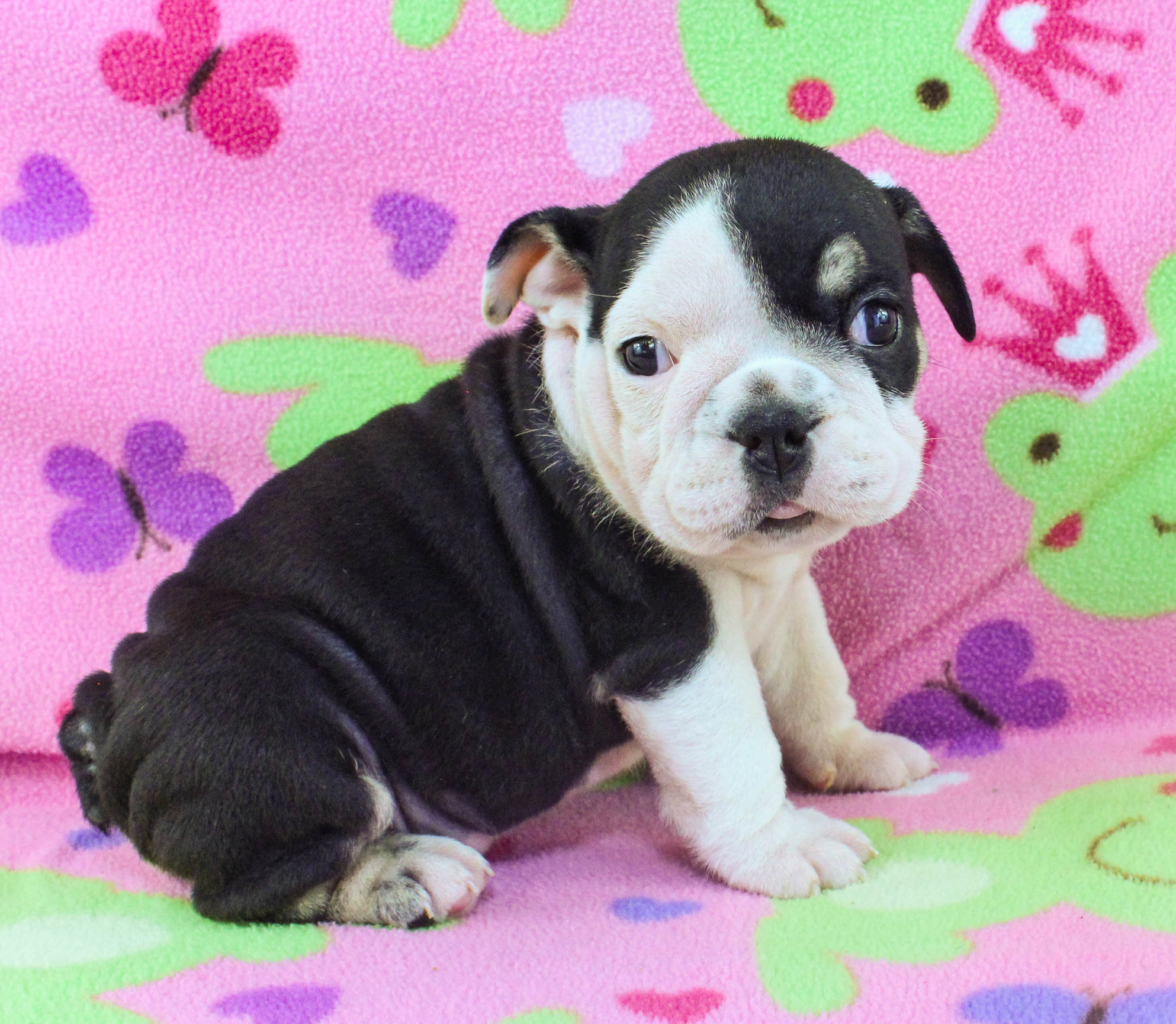 Home of the Smaller AKC English Bulldog Puppies - Newbies