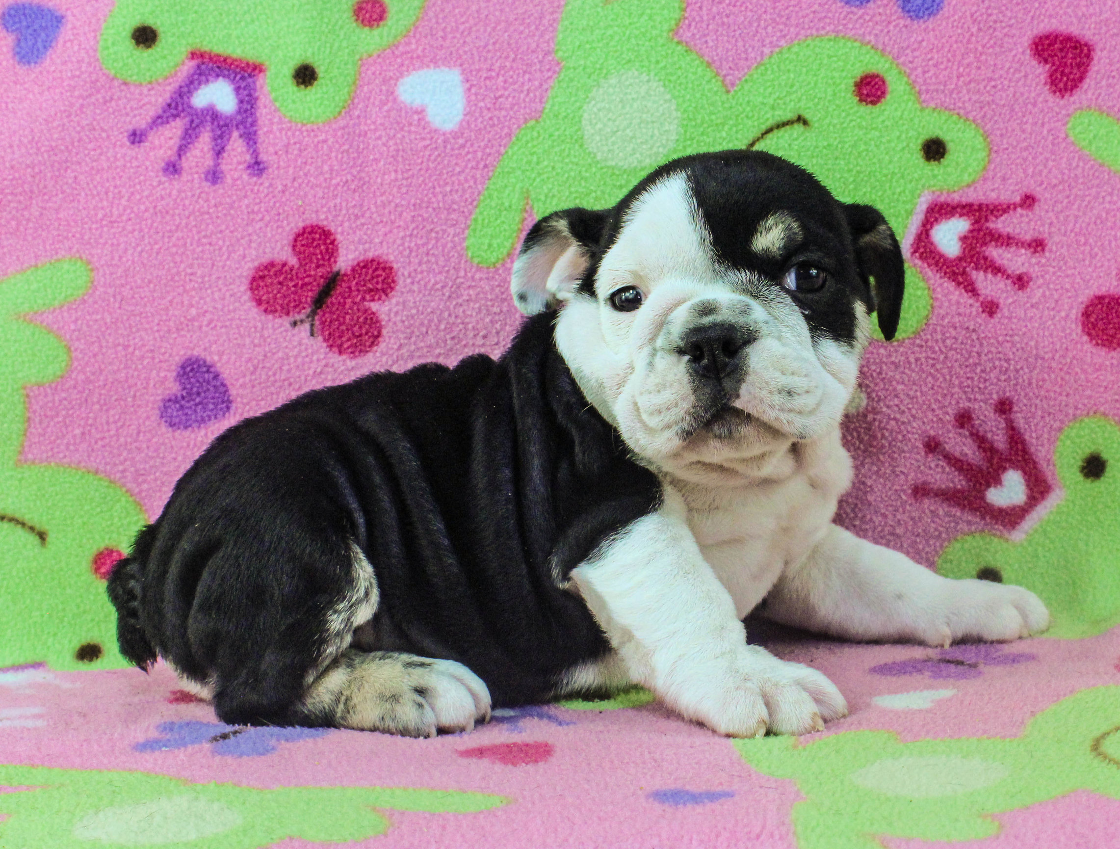 Home of the Smaller AKC English Bulldog Puppies - Newbies