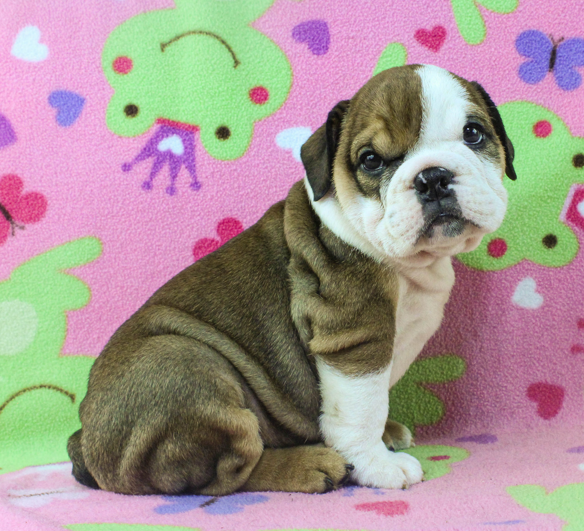 Home of the Smaller AKC English Bulldog Puppies - Newbies