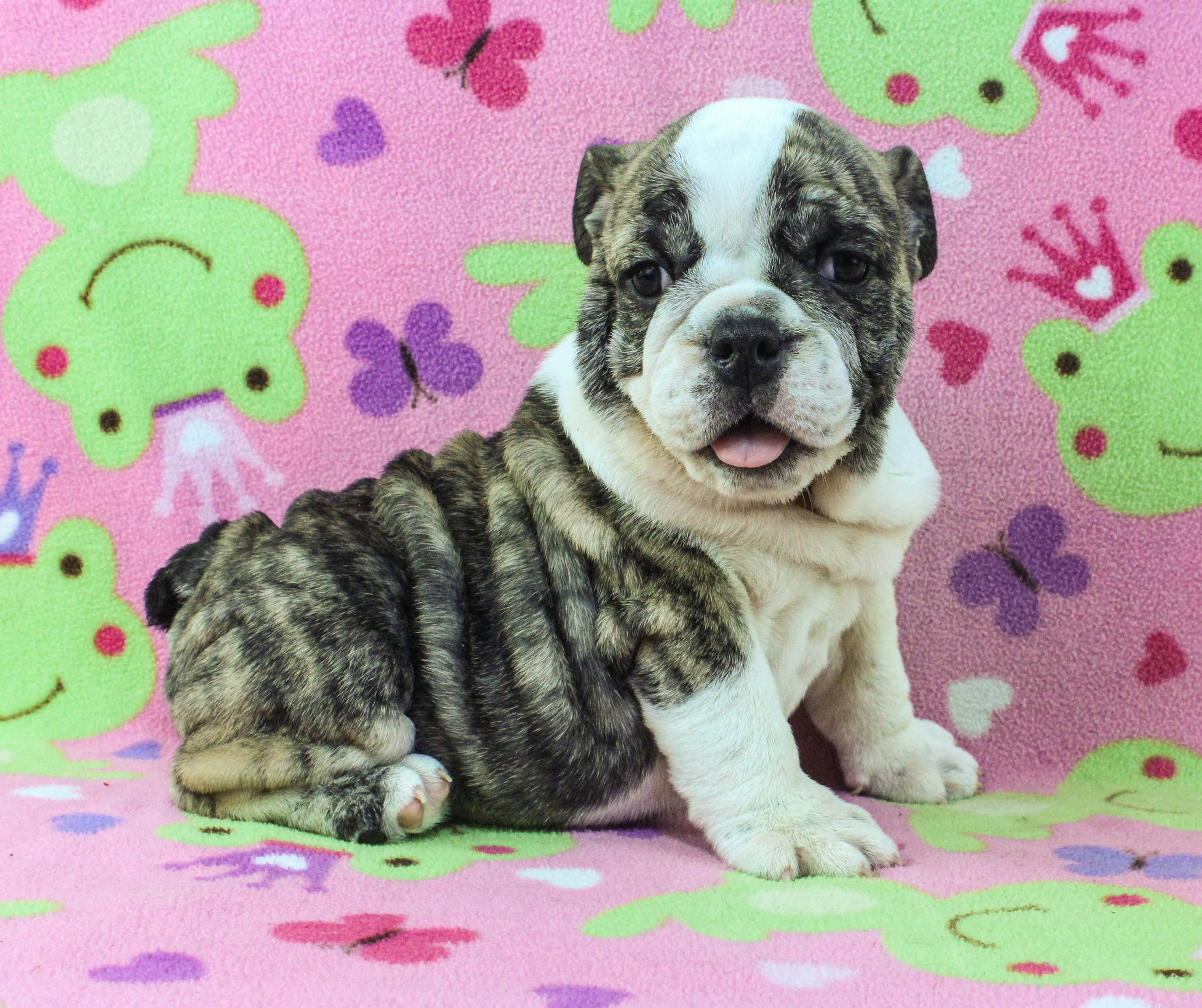 Home of the Smaller AKC English Bulldog Puppies - Newbies