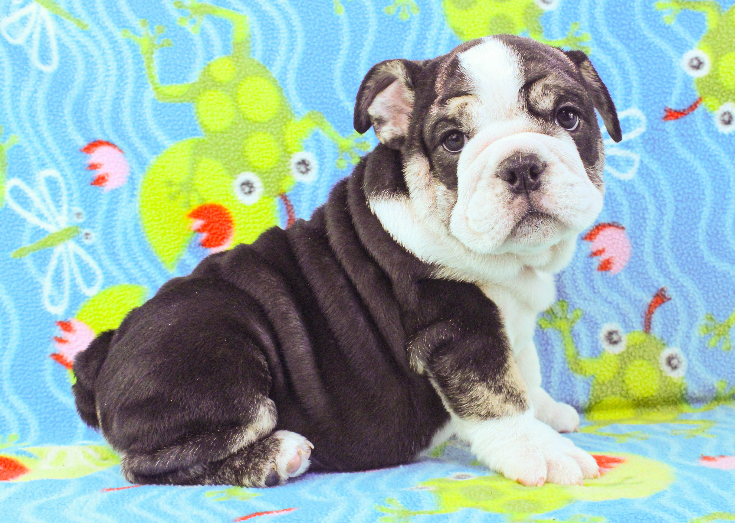 Home of the Smaller AKC English Bulldog Puppies - Newbies