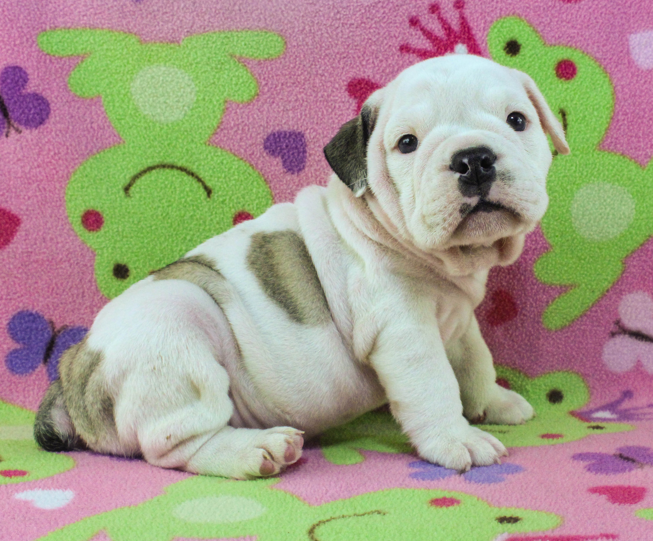Home of the Smaller AKC English Bulldog Puppies - Newbies