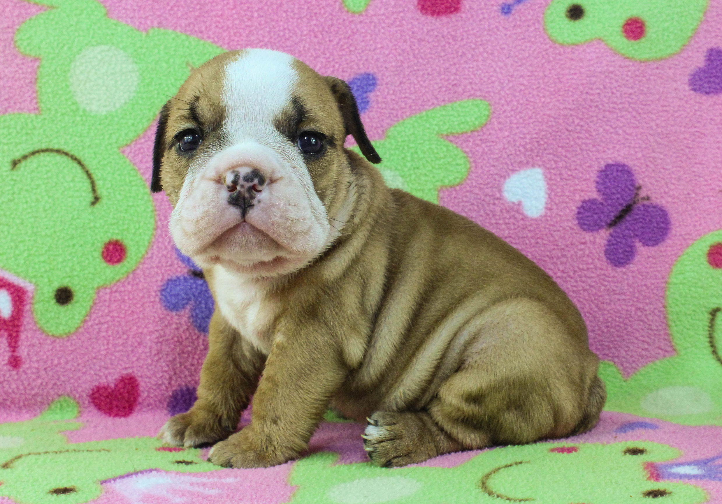Home of the Smaller AKC English Bulldog Puppies - Newbies