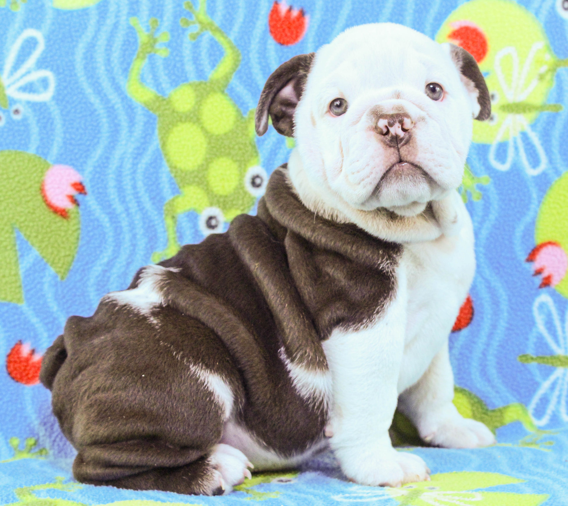 Home of the Smaller AKC English Bulldog Puppies - Newbies