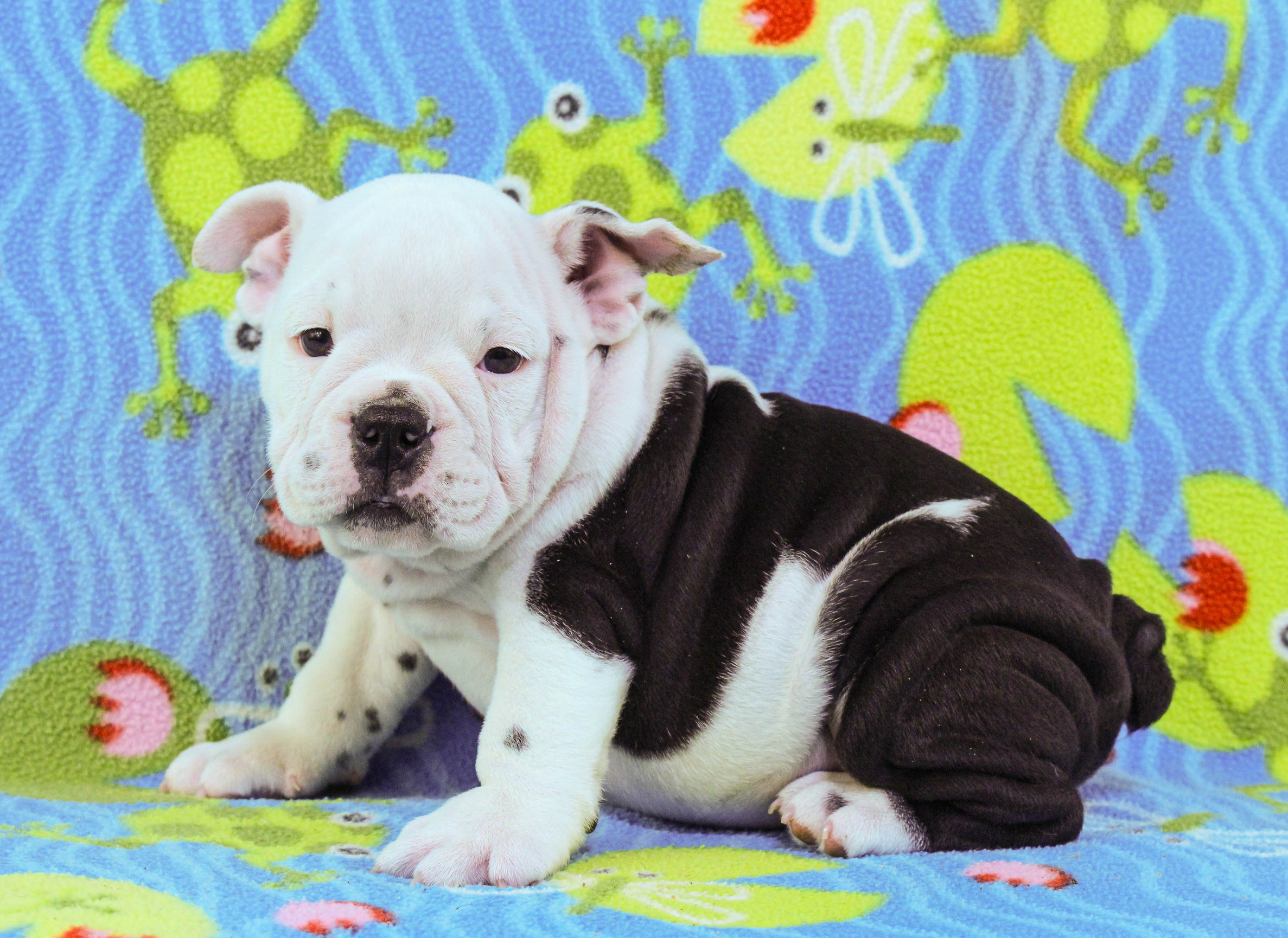 Home of the Smaller AKC English Bulldog Puppies - Newbies