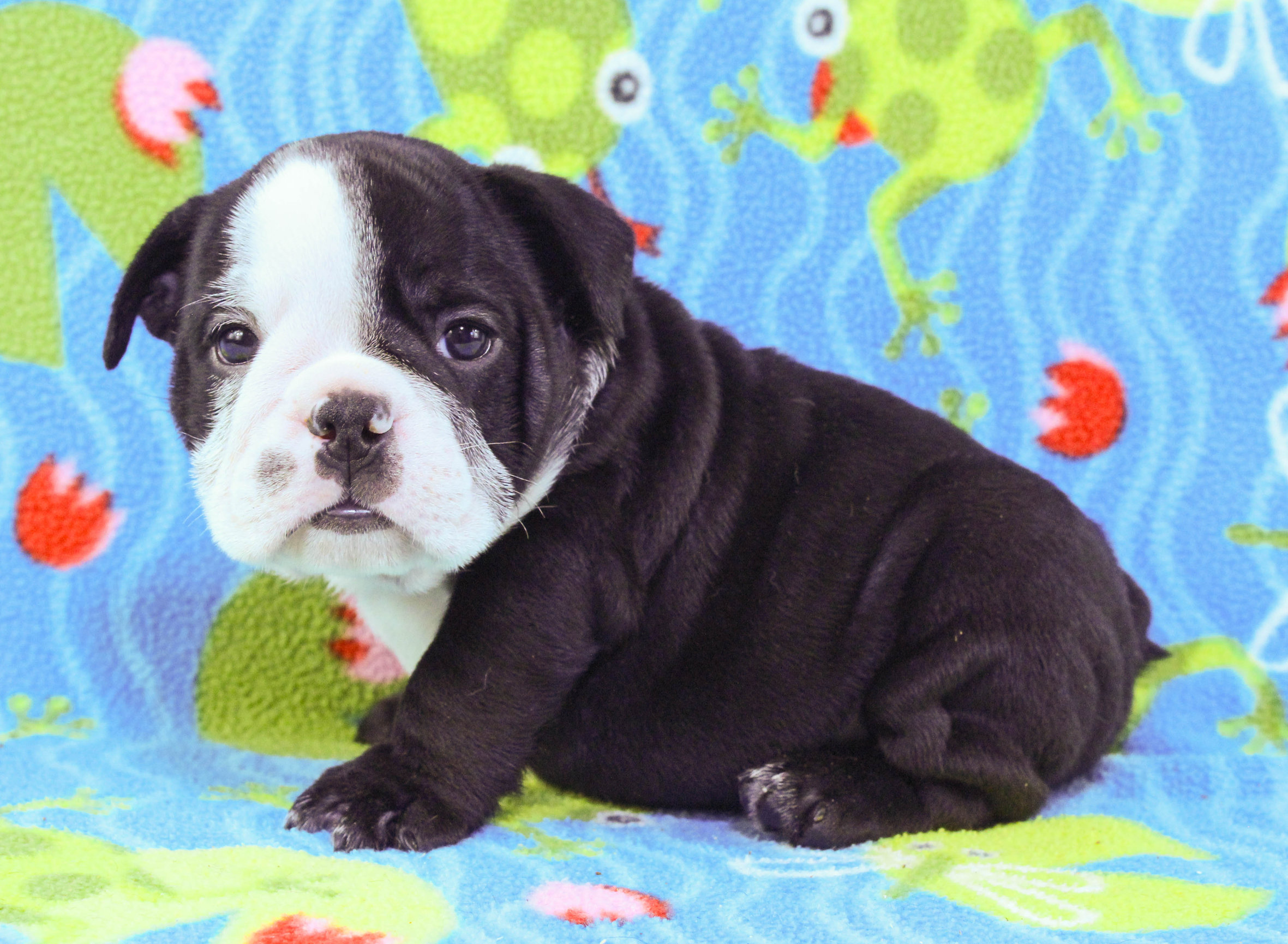 Home of the Smaller AKC English Bulldog Puppies - Newbies