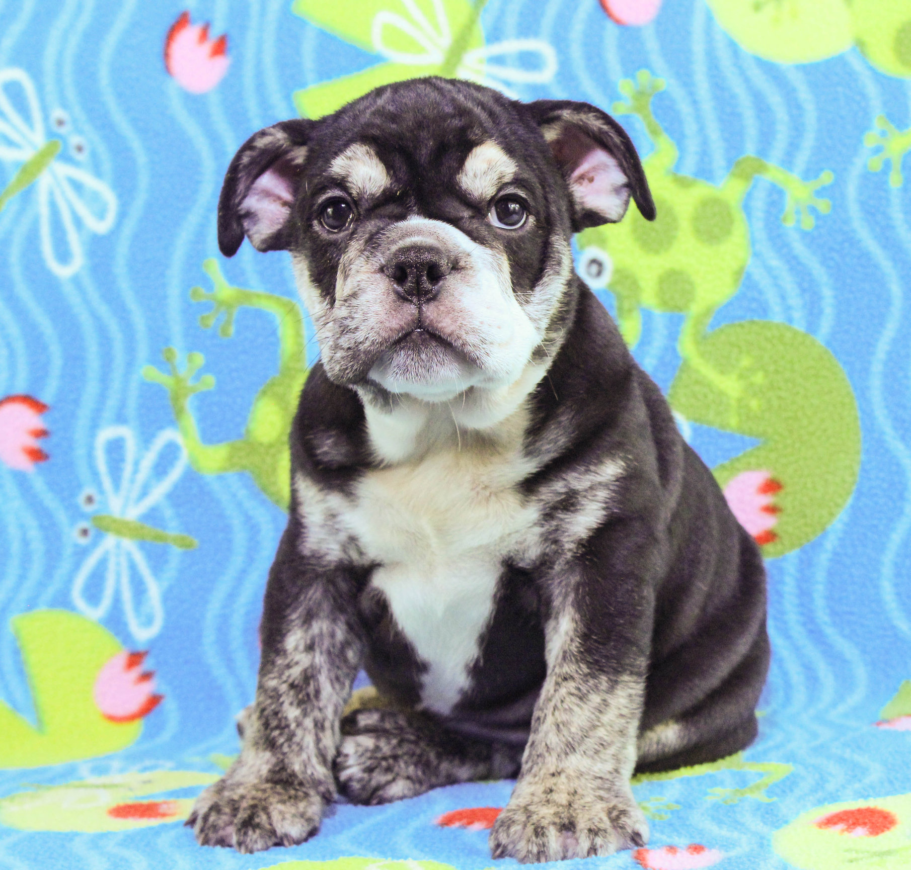 Home of the Smaller AKC English Bulldog Puppies - Newbies