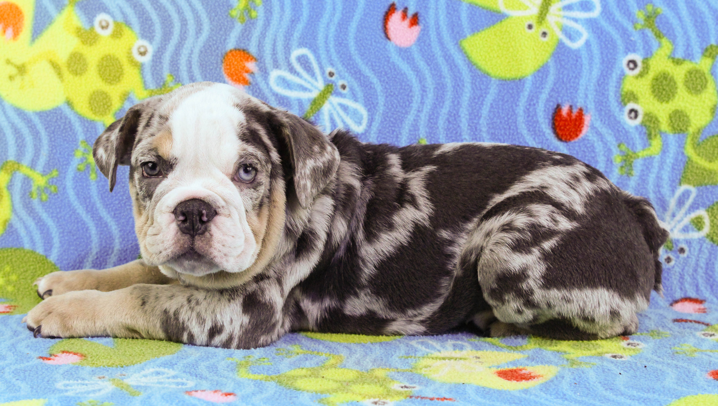 Home of the Smaller AKC English Bulldog Puppies - Newbies