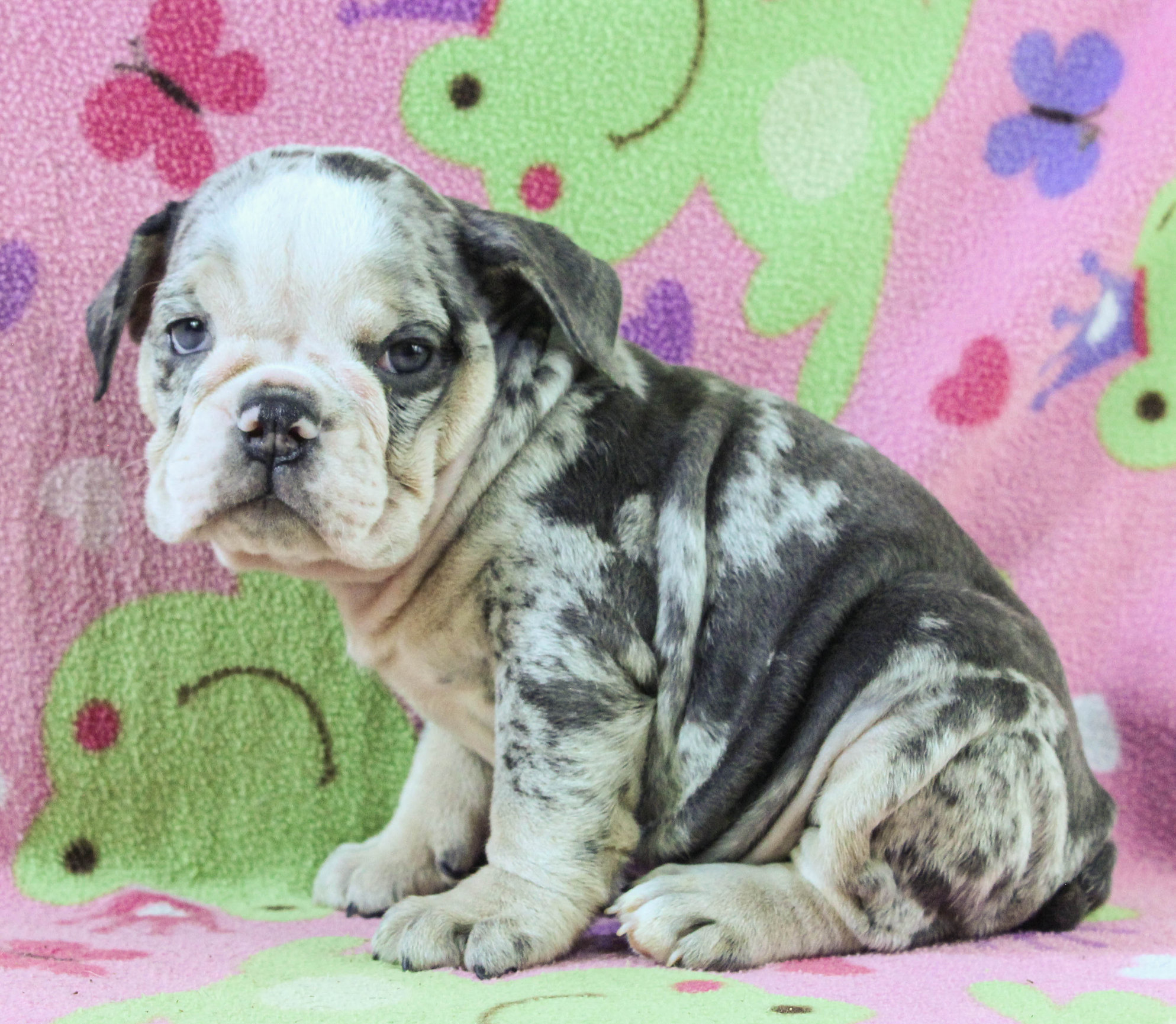 Home of the Smaller AKC English Bulldog Puppies - Newbies