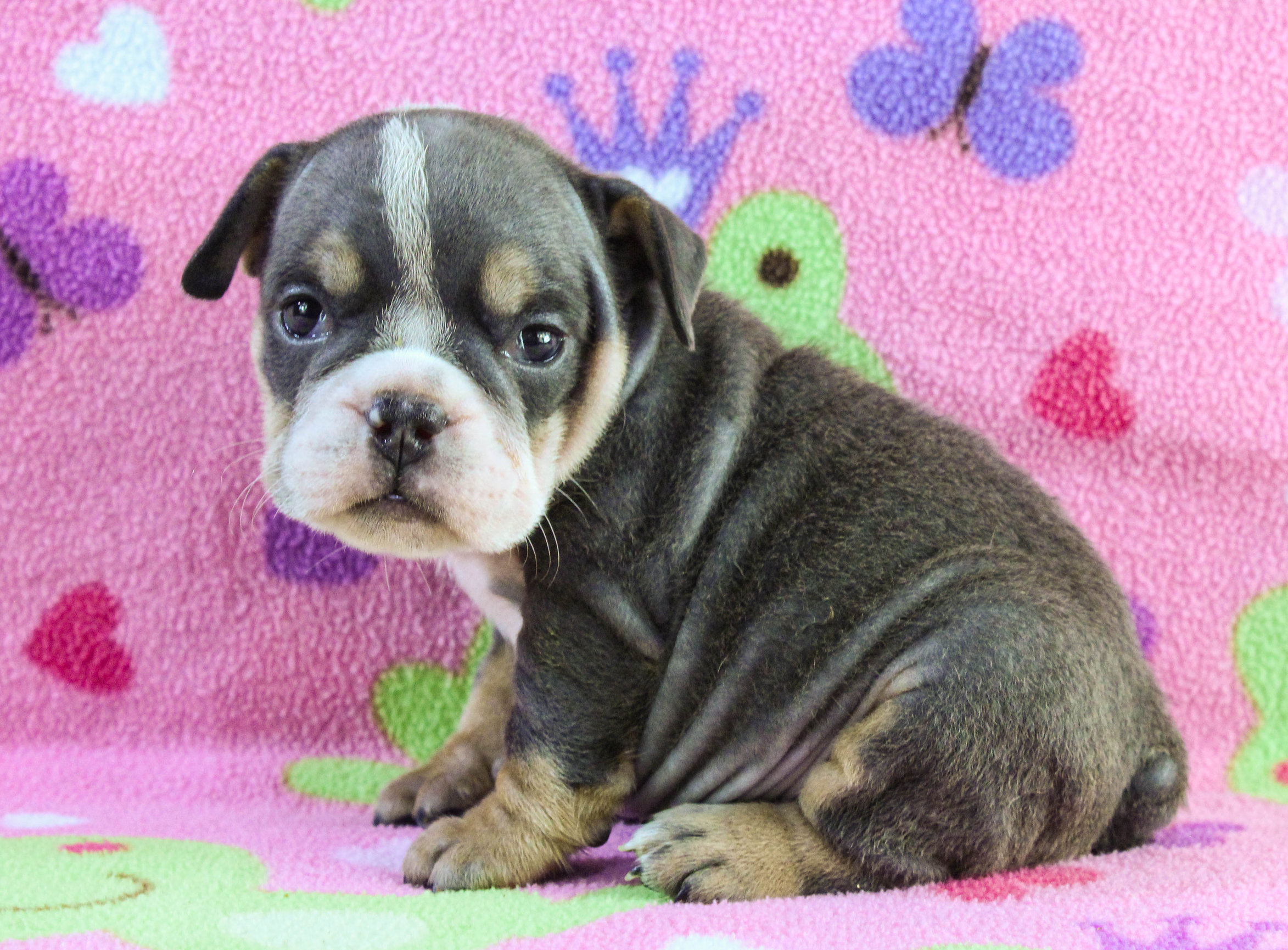 Home of the Smaller AKC English Bulldog Puppies - Newbies