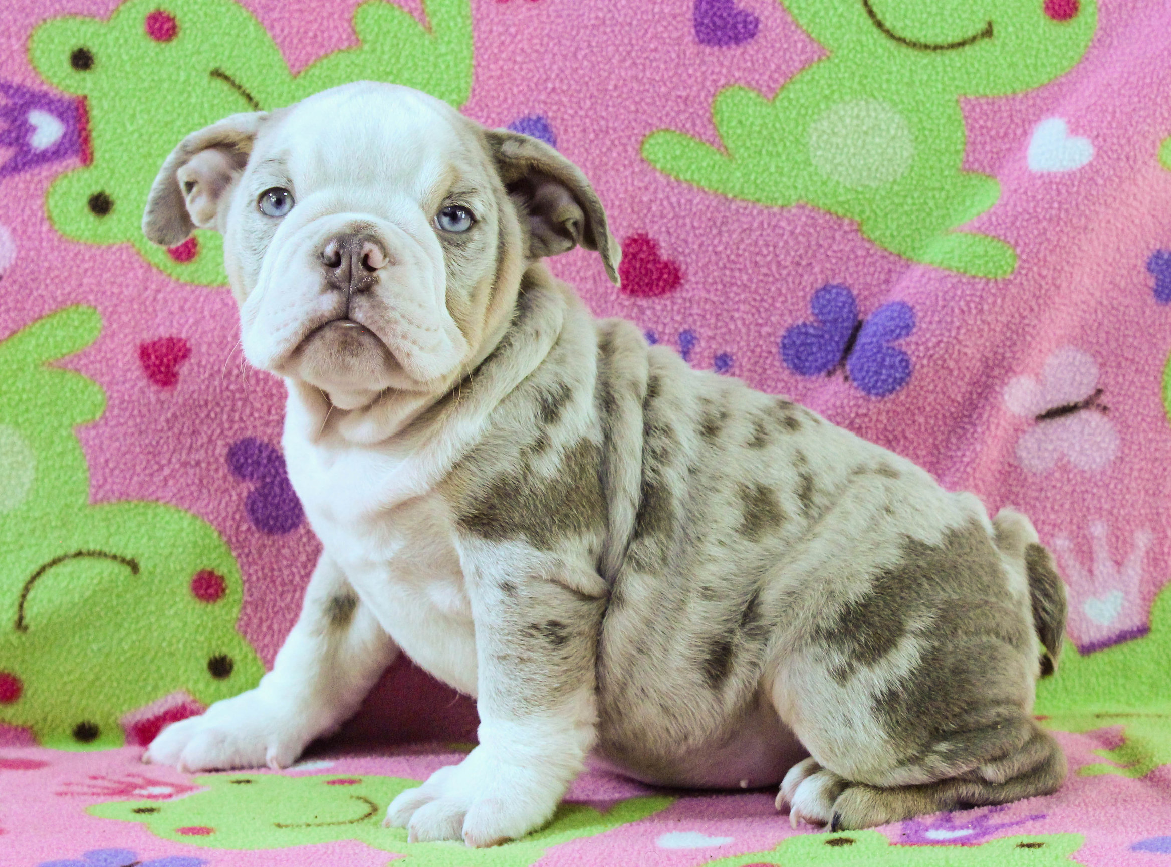 Home of the Smaller AKC English Bulldog Puppies - Newbies