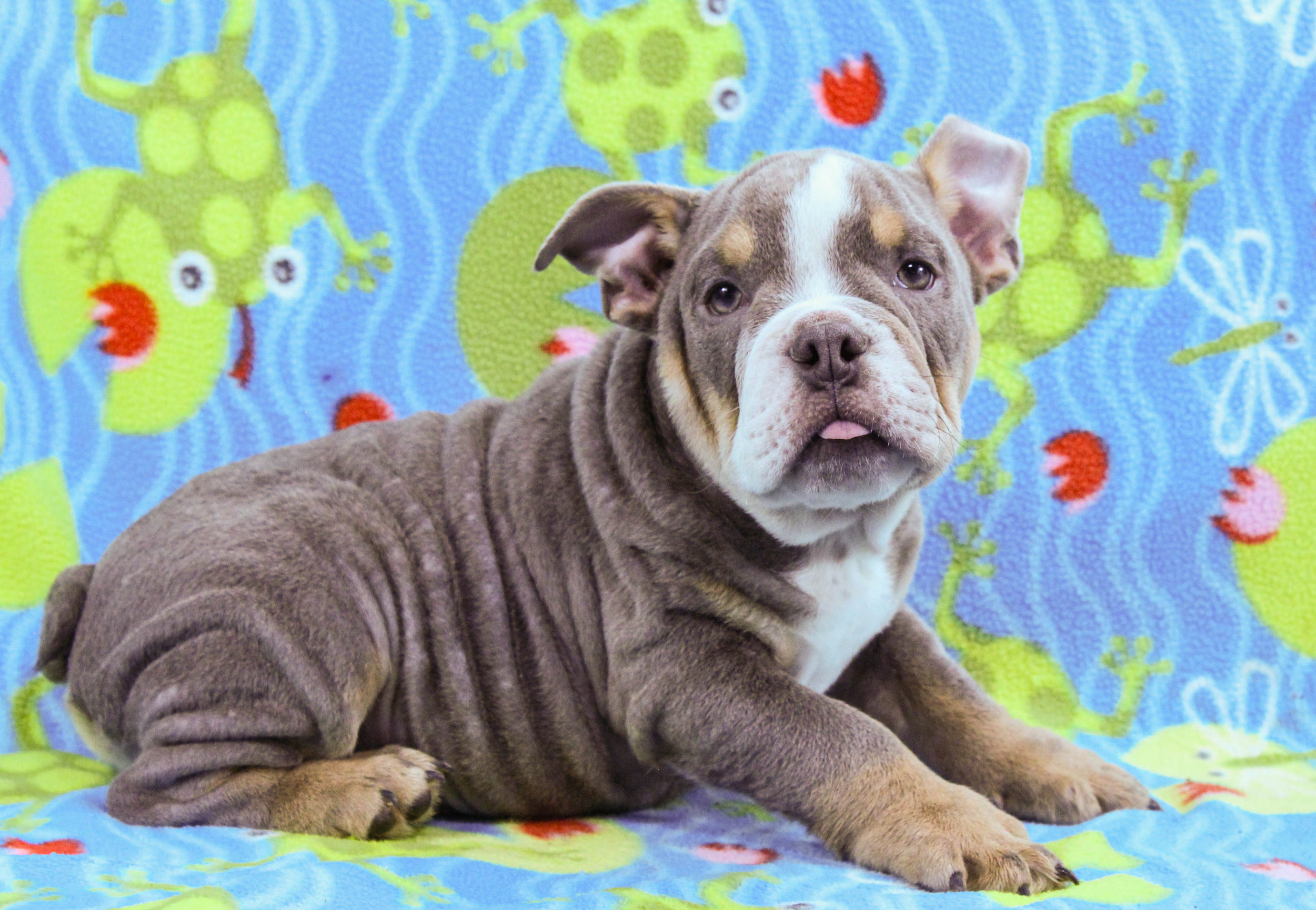 Home of the Smaller AKC English Bulldog Puppies - Newbies