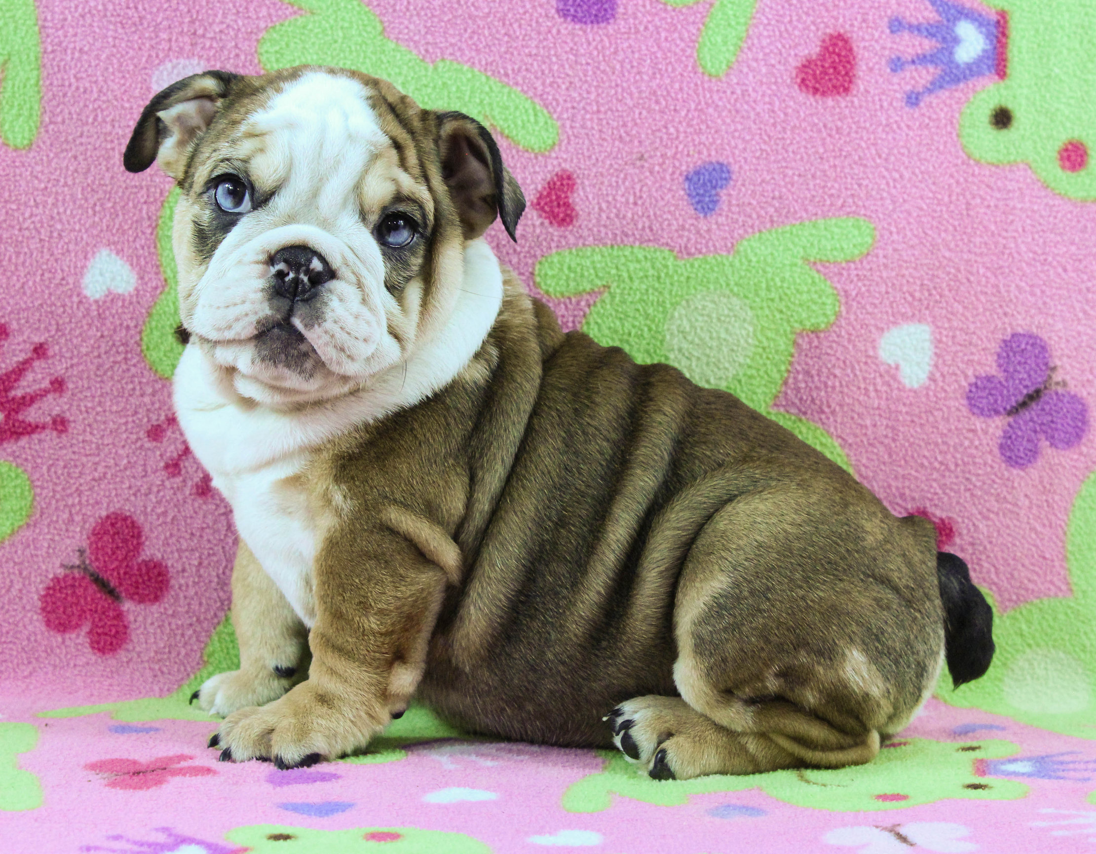 Home of the Smaller AKC English Bulldog Puppies - Newbies