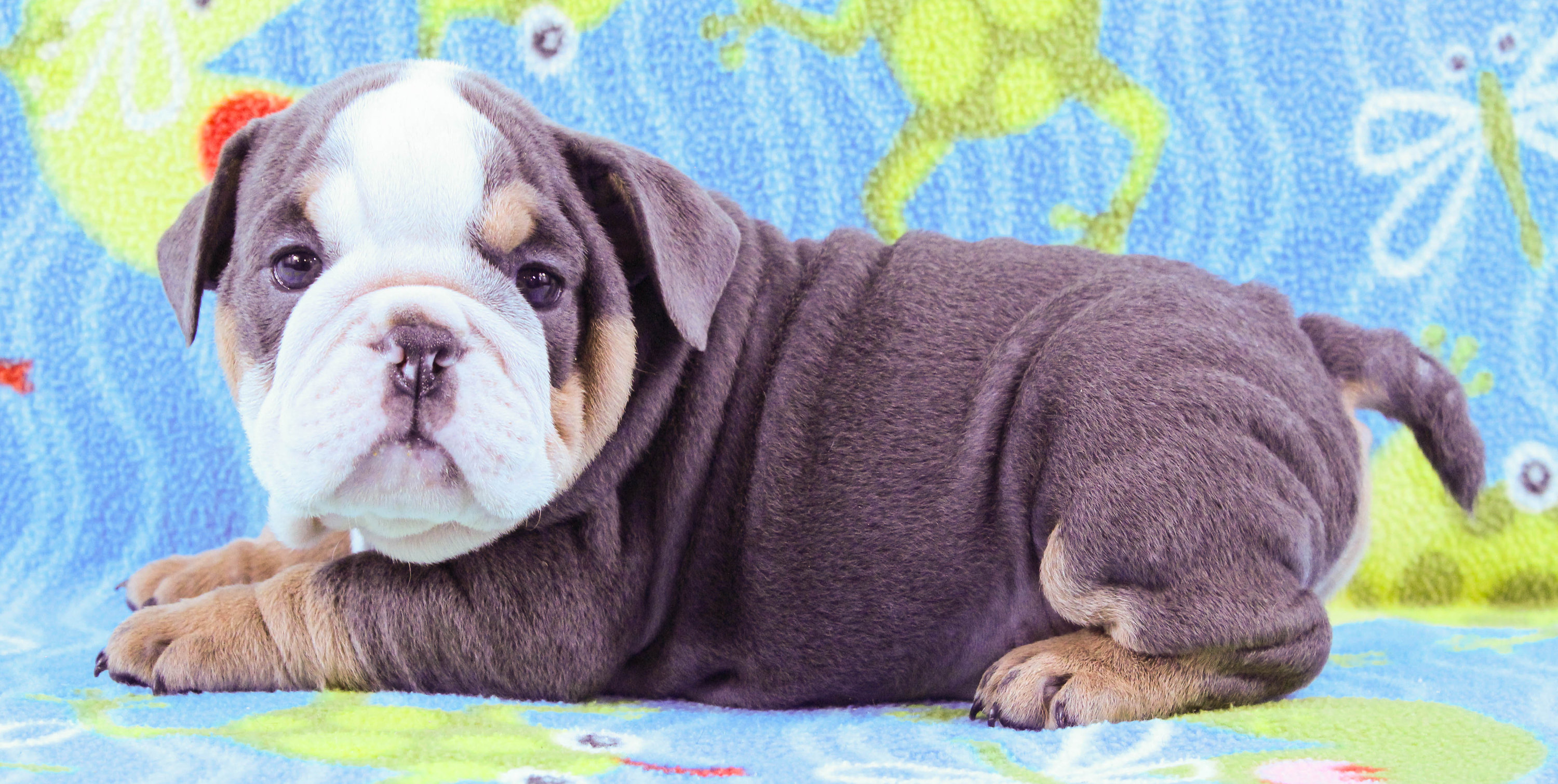 Home of the Smaller AKC English Bulldog Puppies - Newbies