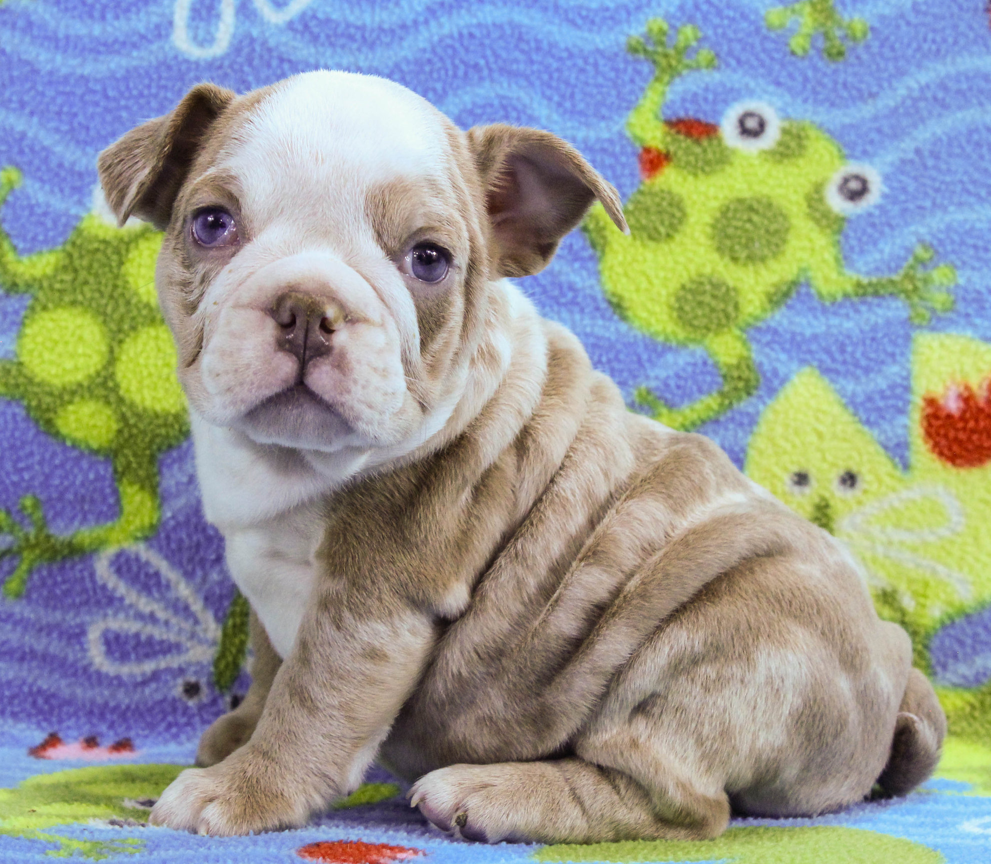 Home of the Smaller AKC English Bulldog Puppies - Newbies