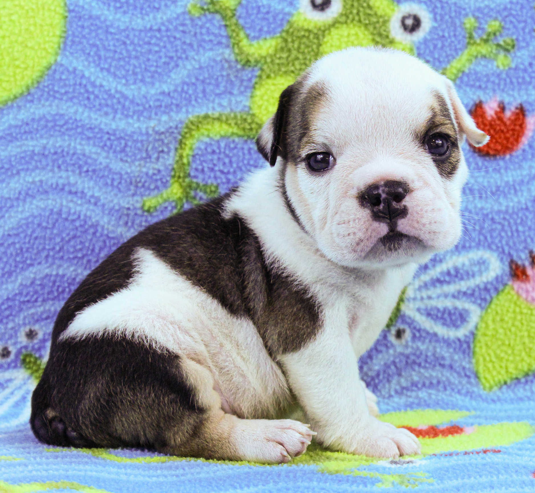 Home of the Smaller AKC English Bulldog Puppies - Newbies
