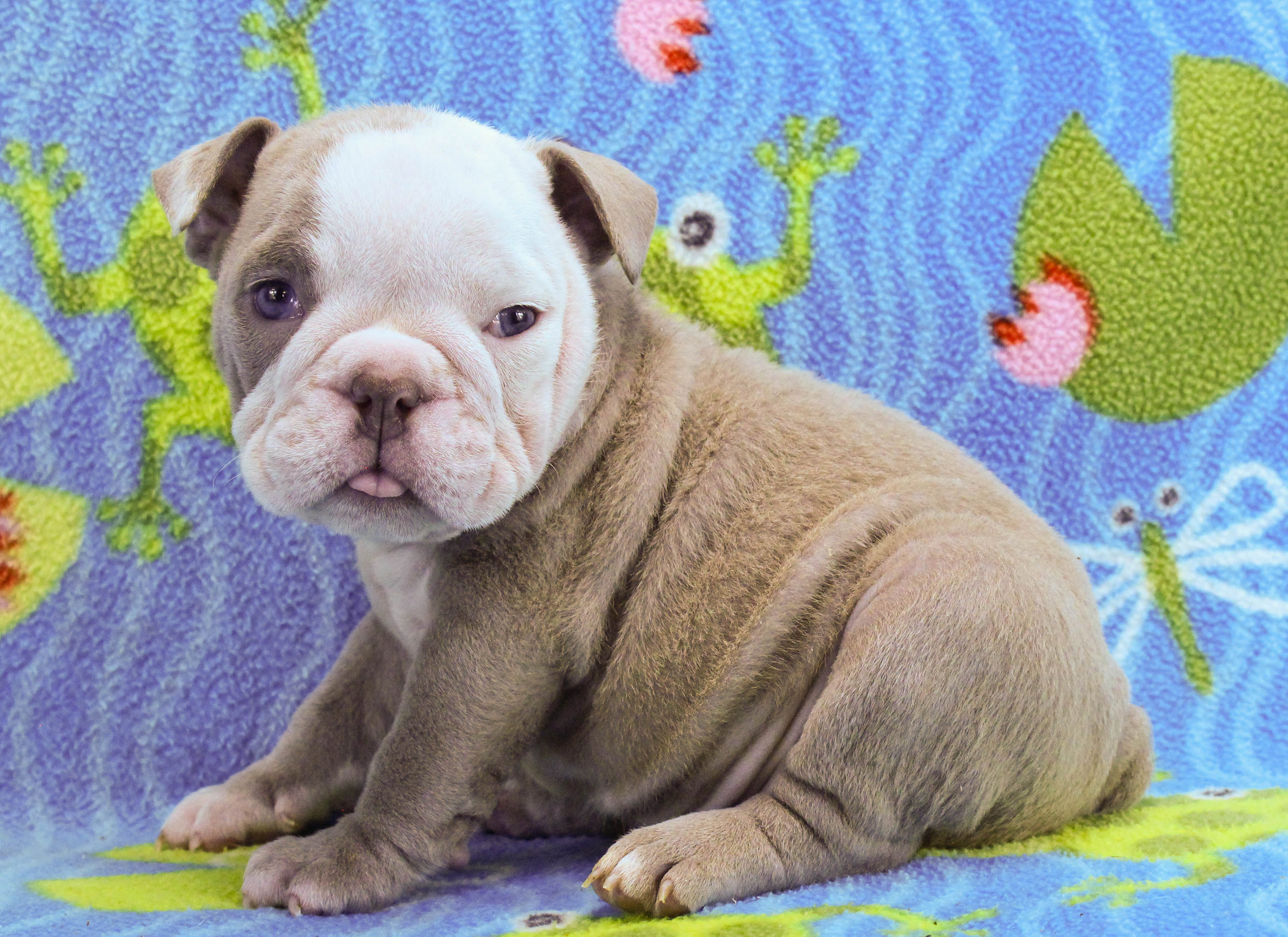 Home of the Smaller AKC English Bulldog Puppies - Newbies