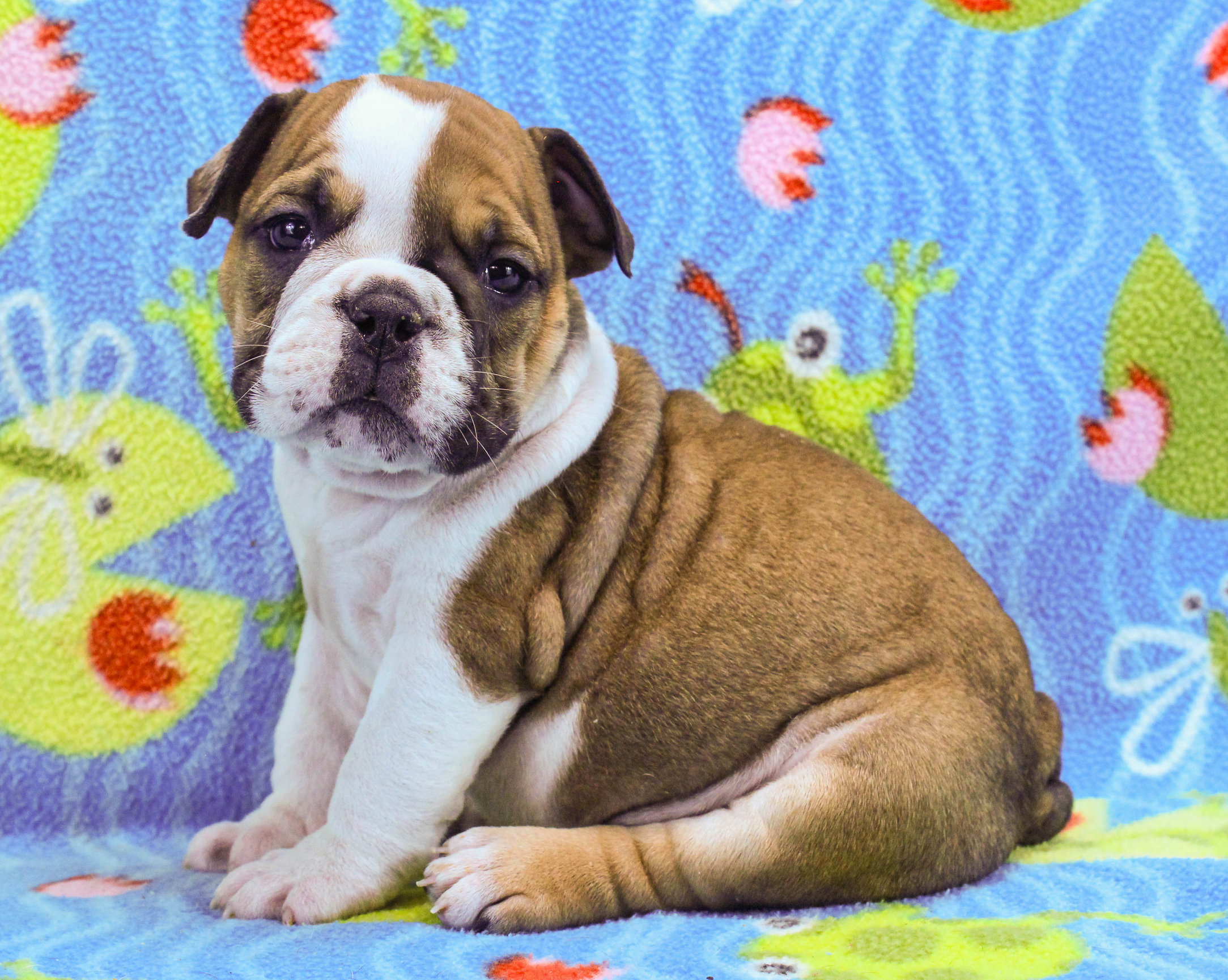 Home of the Smaller AKC English Bulldog Puppies - Newbies