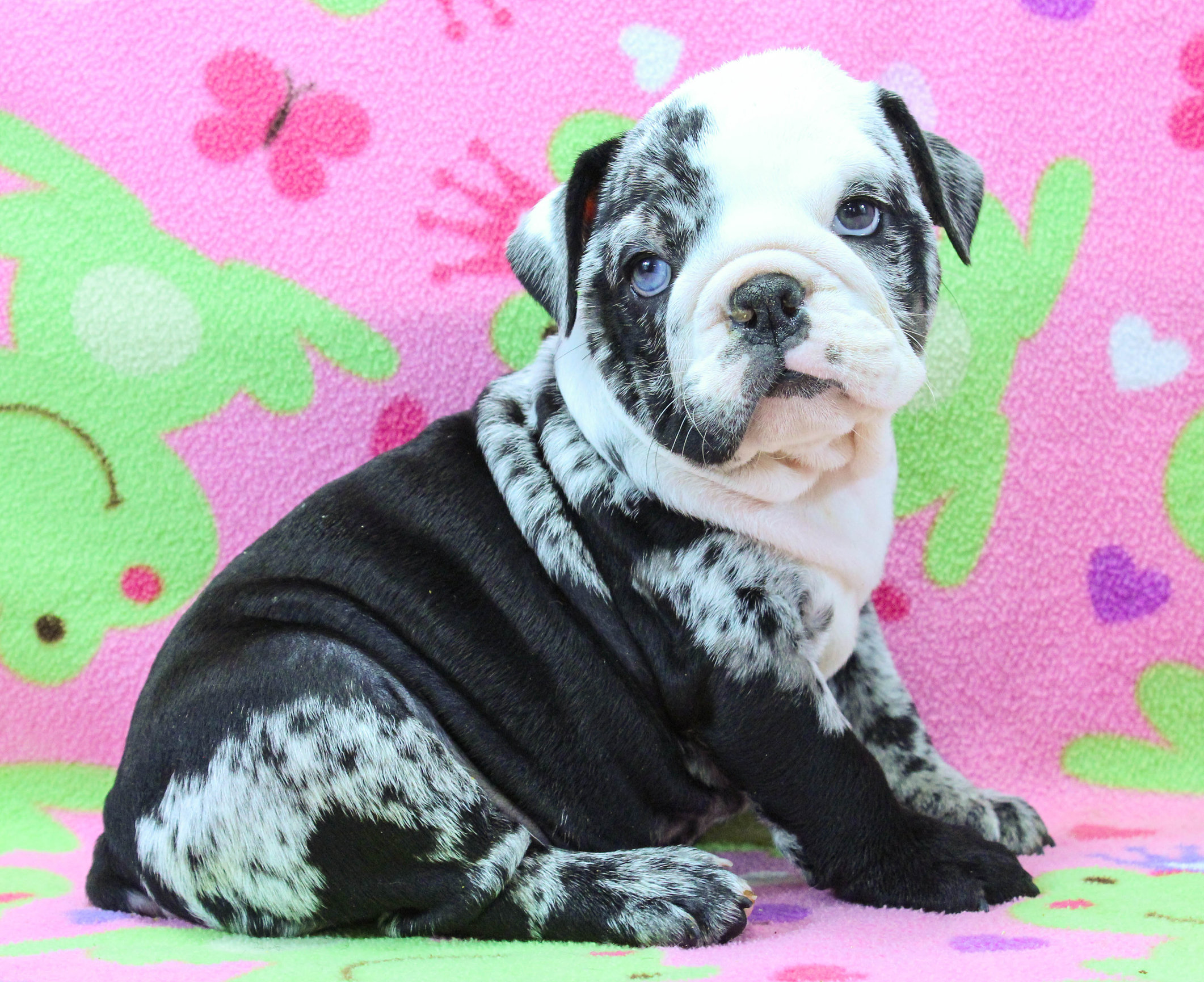 Home of the Smaller AKC English Bulldog Puppies - Newbies