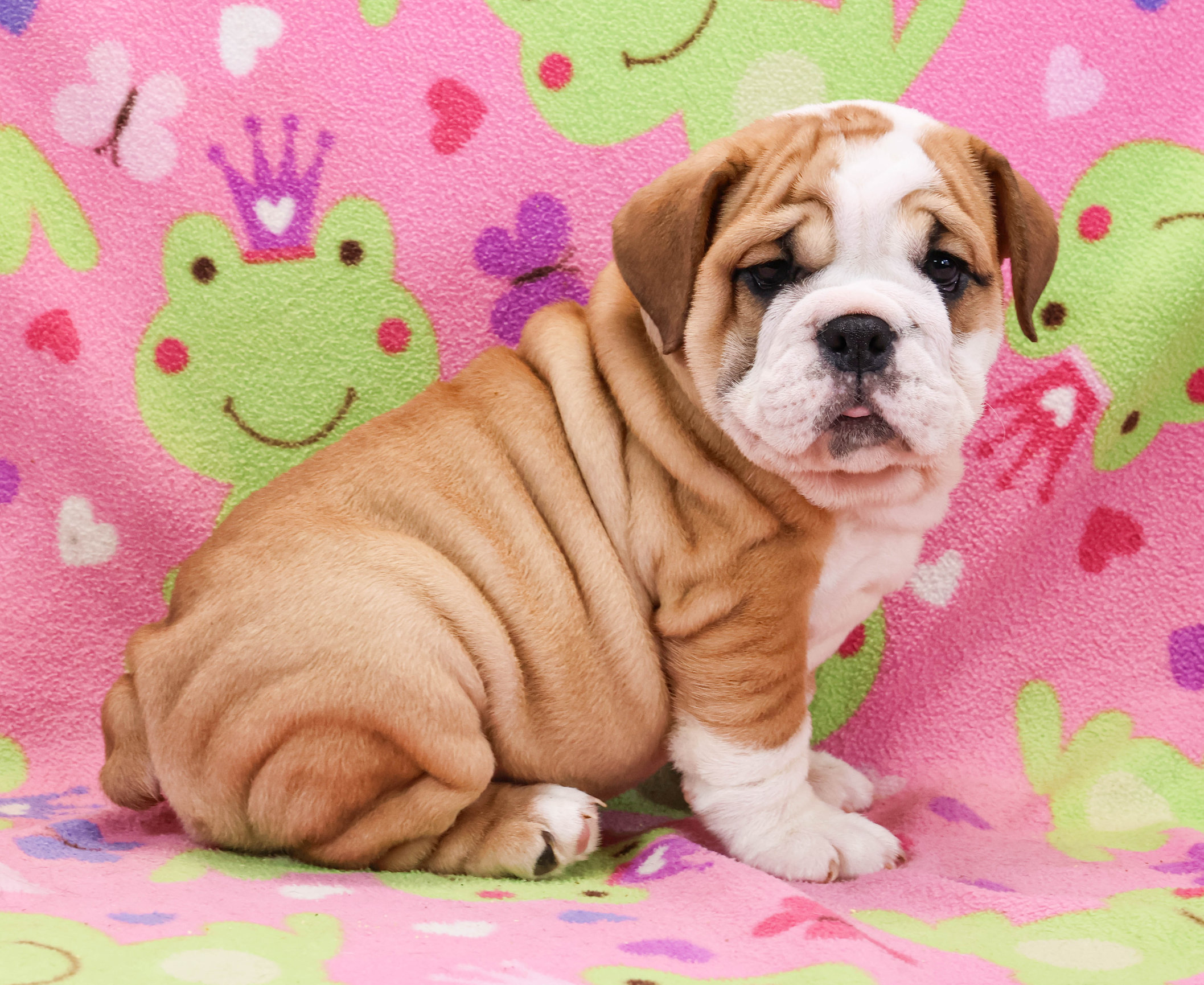 Home of the Smaller AKC English Bulldog Puppies - Newbies