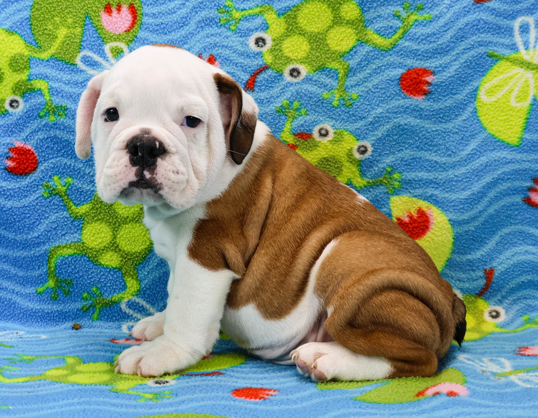 Home of the Smaller AKC English Bulldog Puppies - Newbies