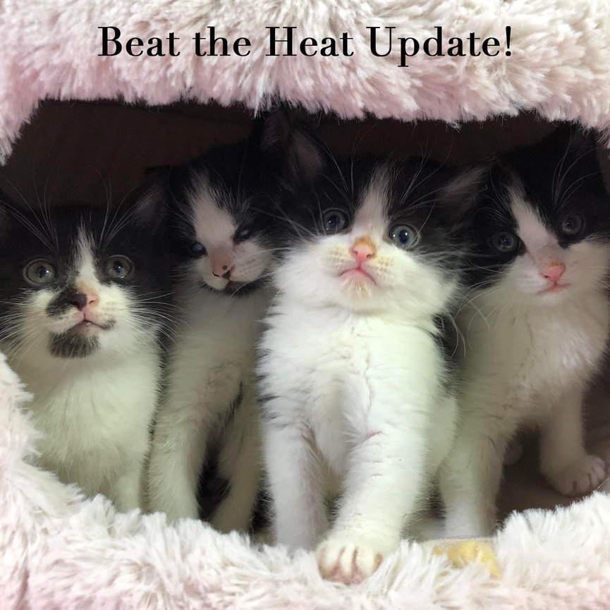 Cat's Cradle Animal Rescue Harrisonburg, VA