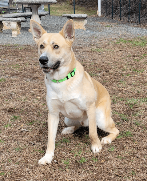 DOGS - SPCA of the Triad