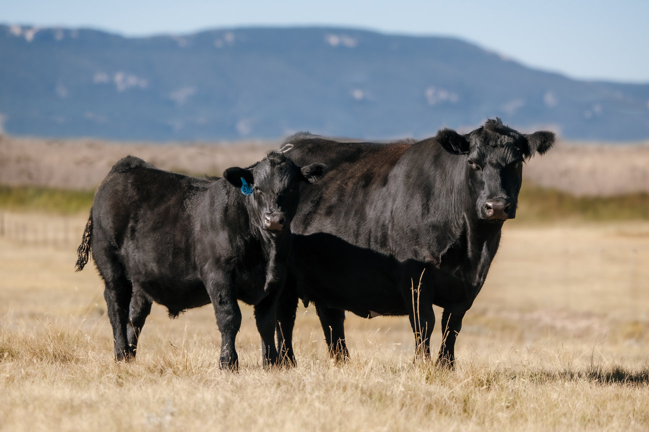 HOME - Gaugler Angus Ranch is family owned registered angus ranch in ...